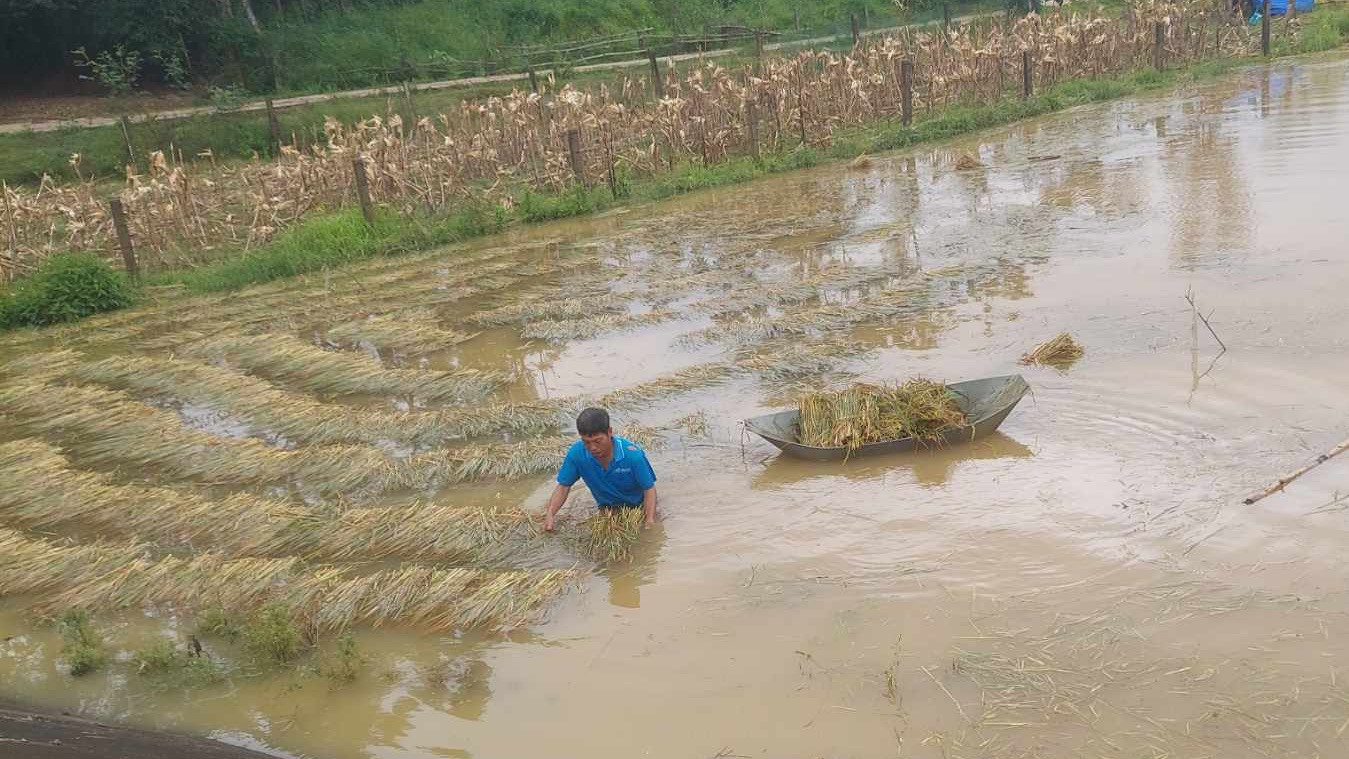 Người dân huyện Hương Khê vớt lúa ngập trong nước lũ. Người dân huyện Hương Khê vớt lúa ngập trong nước lũ.