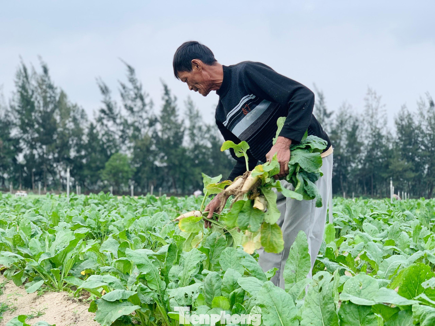 Nhờ chuyển giao công nghệ, kỹ thuật, người dân vùng Thạch Văn (huyện Thạch Hà) trồng được các loại rau có củ phát triển tốt.