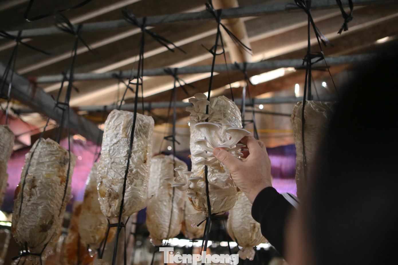 Từ tháng 10 đến tháng 12 âm lịch được xem là thời điểm “nước rút” của nghề trồng nấm nhằm phục vụ thị trường.