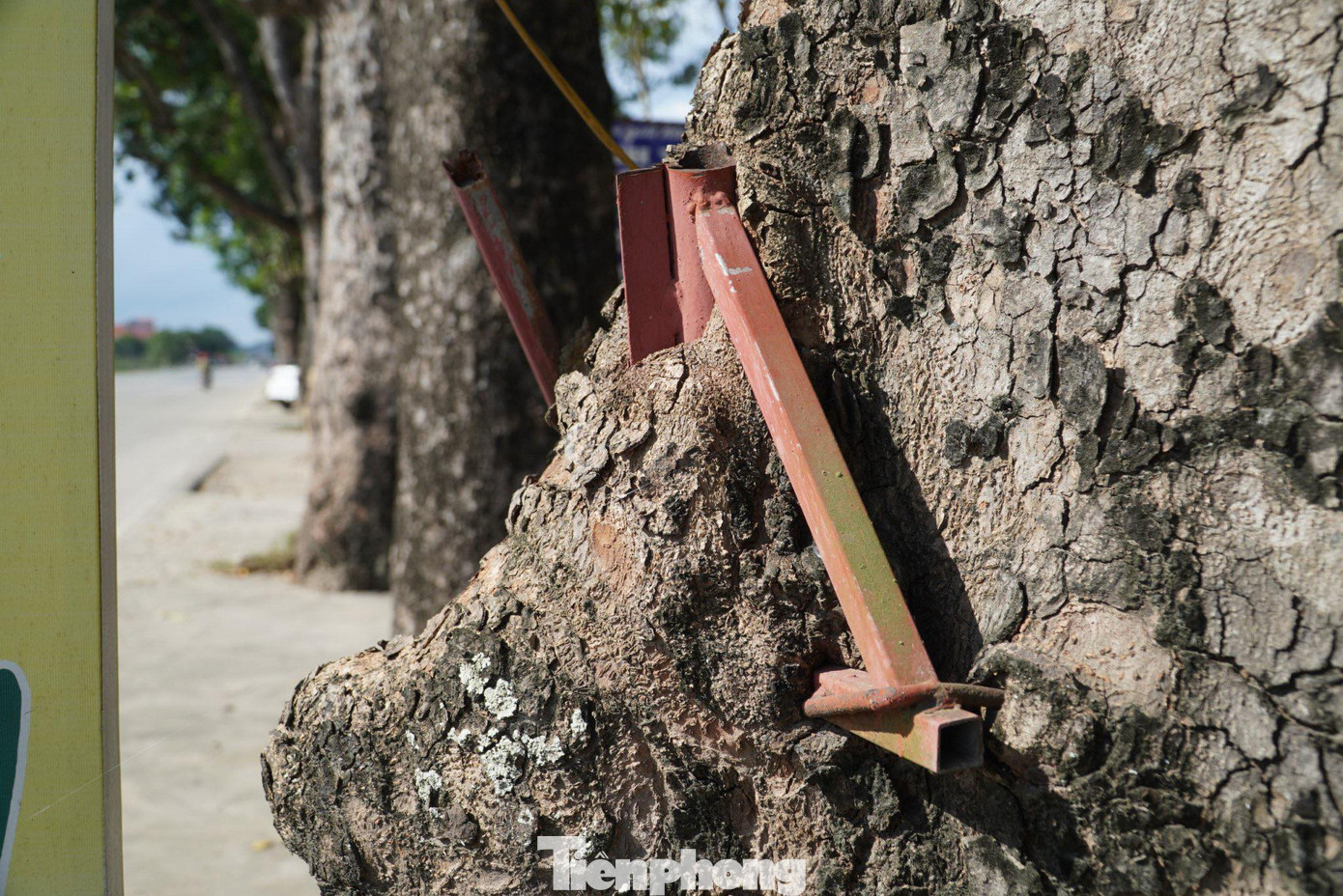 Thế nhưng, hiện nay nhiều gốc cây cổ thụ đang bị "hành hạ", khi bị người dân đóng đinh vào thân cây.