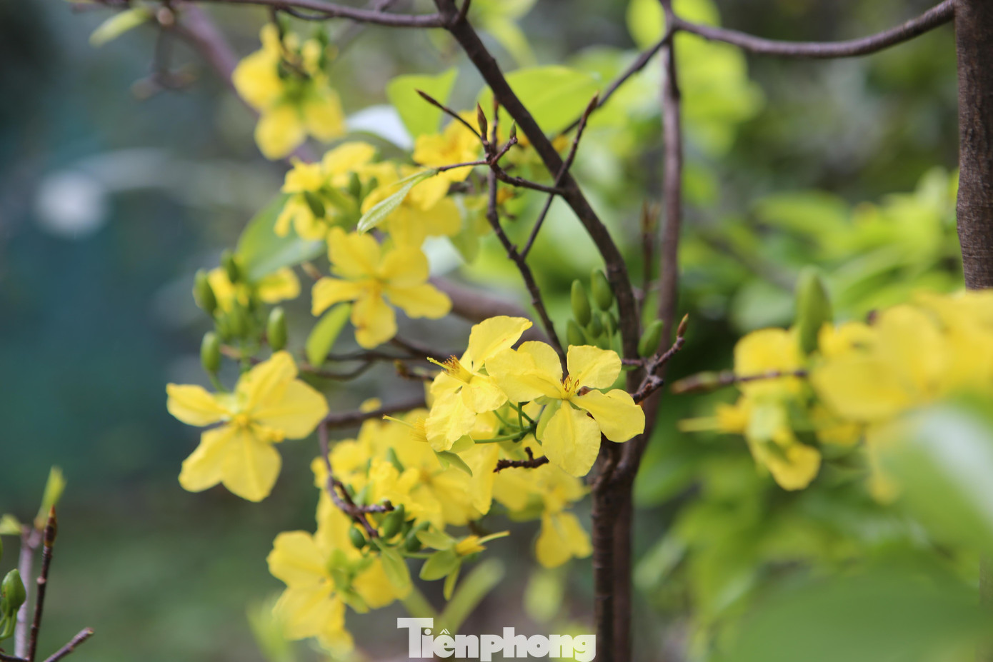 Theo chính quyền địa phương, tại xã năm nay sẽ có hơn 5.000 gốc mai cho ra thị trường tiêu thụ Tết. Tuy nhiên, hiện tại đã có gần 15% cây mai nở hoa với tỷ lệ hoa nở từ 30 - 80%, có nhiều cây nở toàn bộ. Để giảm thiểu tình trạng hoa nở sớm, những ngày qua nhà vườn đã tăng cường cắt bỏ những bông hoa đã nở, đắp gốc, tỉa cành.