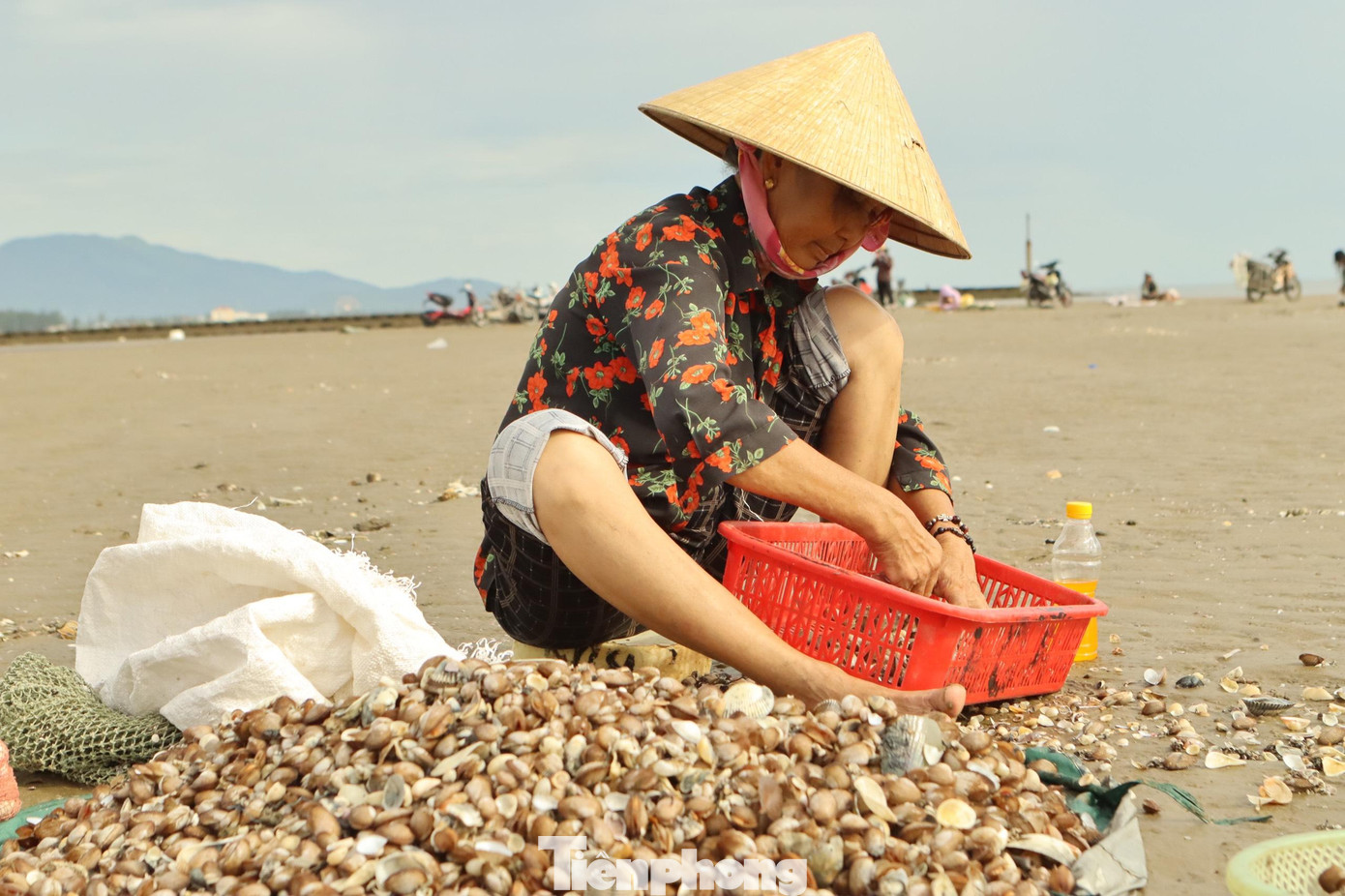 Để làm được sò lông bán tốn rất nhiều công đoạn, cào sò, nhặt sạch, đem về nhà rửa lại rồi phải luộc lấy ruột mới đem bán được. Cứ khoảng 10kg sò vỏ sẽ cho ra 4kg ruột, bán từ 45.000-50.000 đồng/kg.