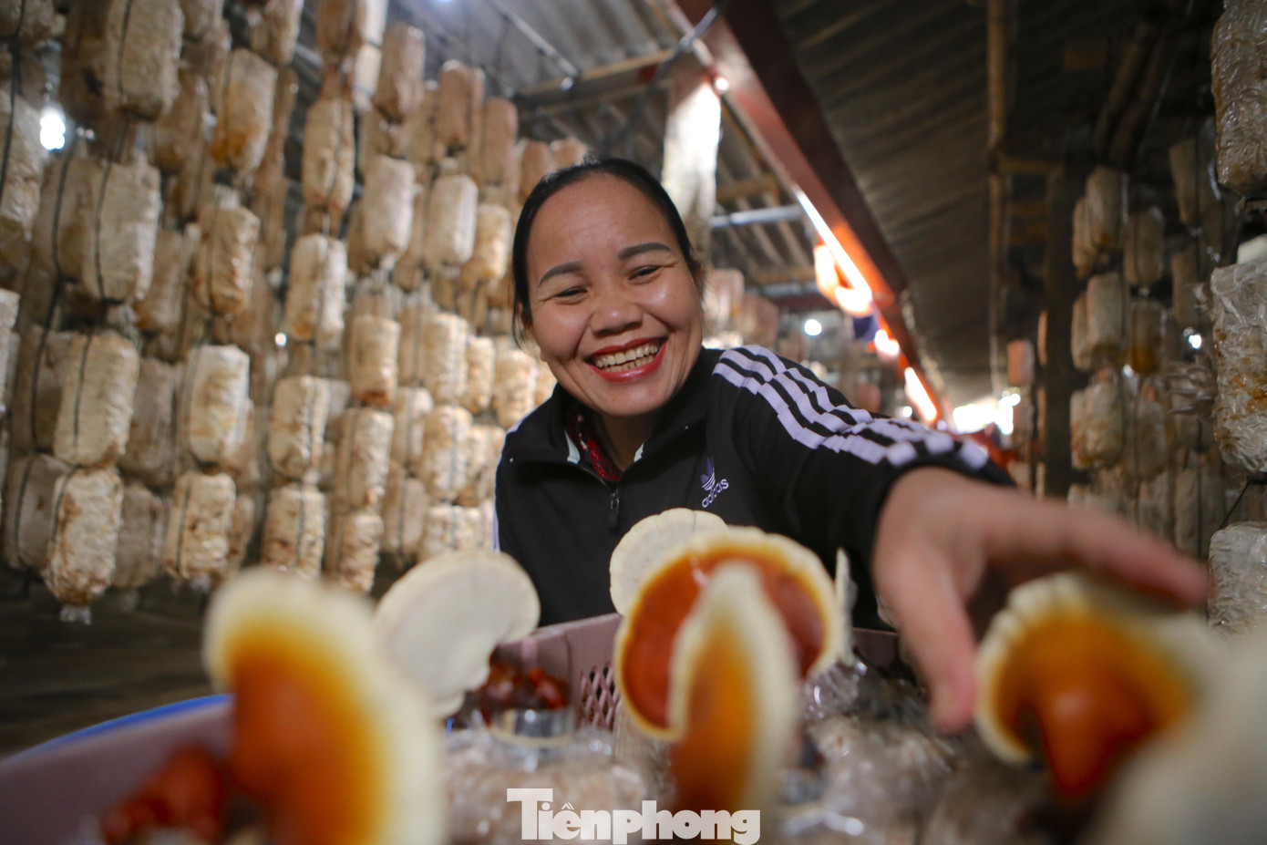 Ông Nguyễn Văn Ninh (Chủ tịch UBND xã Tân Lâm Hương) cho biết, nghề trồng nấm ở địa phương cho thu nhập khá cao, tạo công việc cho nhiều nhà nông. Hiện người dân đang tất bật tăng gia, mở rộng thêm số lượng sản xuất để phục vụ Tết.