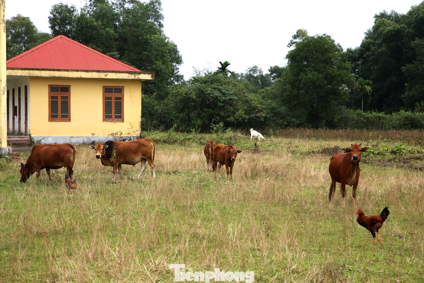 Đàn bò chăn thả trong khuôn viên trung tâm bỏ hoang. Đàn bò chăn thả trong khuôn viên trung tâm bỏ hoang.