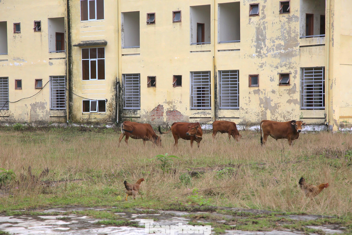 Đàn bò chăn thả trong khuôn viên trung tâm bỏ hoang. Đàn bò chăn thả trong khuôn viên trung tâm bỏ hoang.