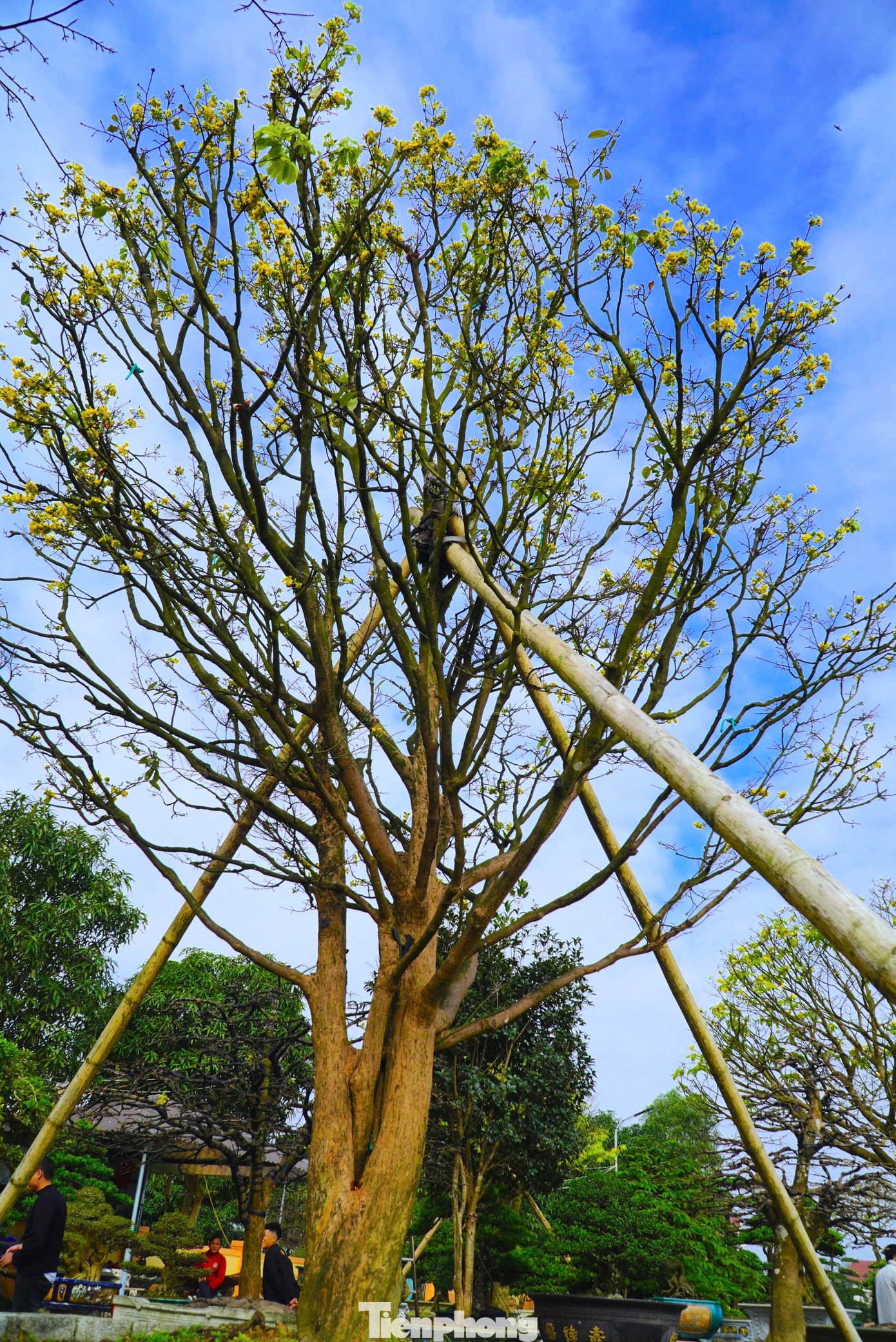 Nói về giá của gốc mai này, chủ vườn tiết lộ đã có người trả 800 triệu nhưng anh chưa bán. “Gốc mai này phải trên 1 tỷ tôi mới bán. Hiện tại trong vườn có 20 gốc mai cổ thụ, nhưng gốc này có tuổi đời cao nhất. Mấy hôm trước tôi cũng bán được gốc giá 300 triệu, cũng phải có tuổi đời vài chục năm”, chủ vườn tiết lộ.