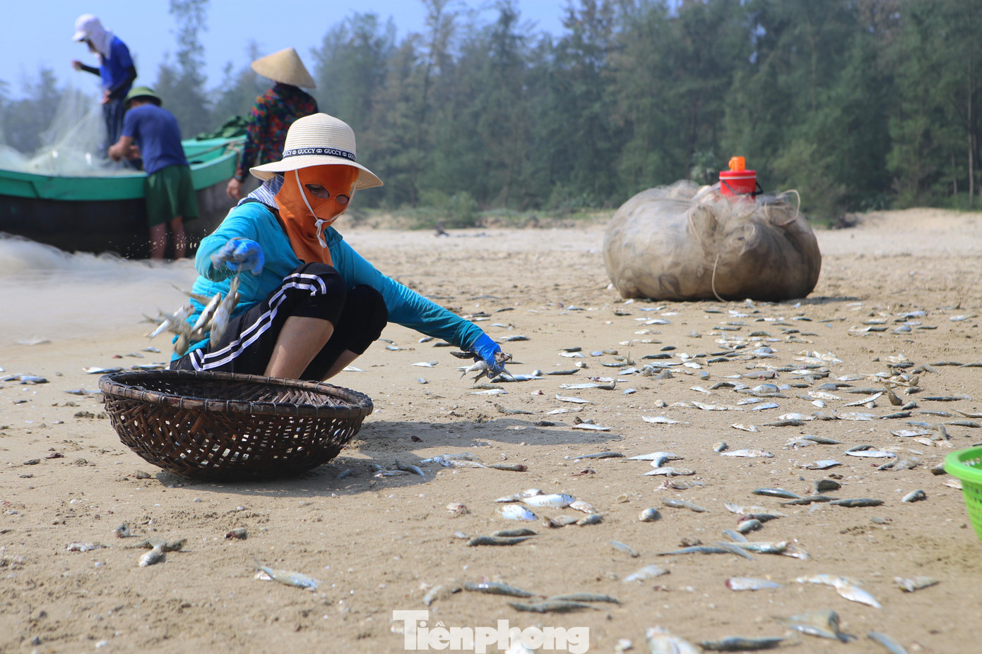 Cá sau khi được gỡ từ lưới nằm giữa bãi cát, người dân mang rổ ra để đưa đi rửa sạch. Cá sau khi được gỡ từ lưới nằm giữa bãi cát, người dân mang rổ ra để đưa đi rửa sạch.