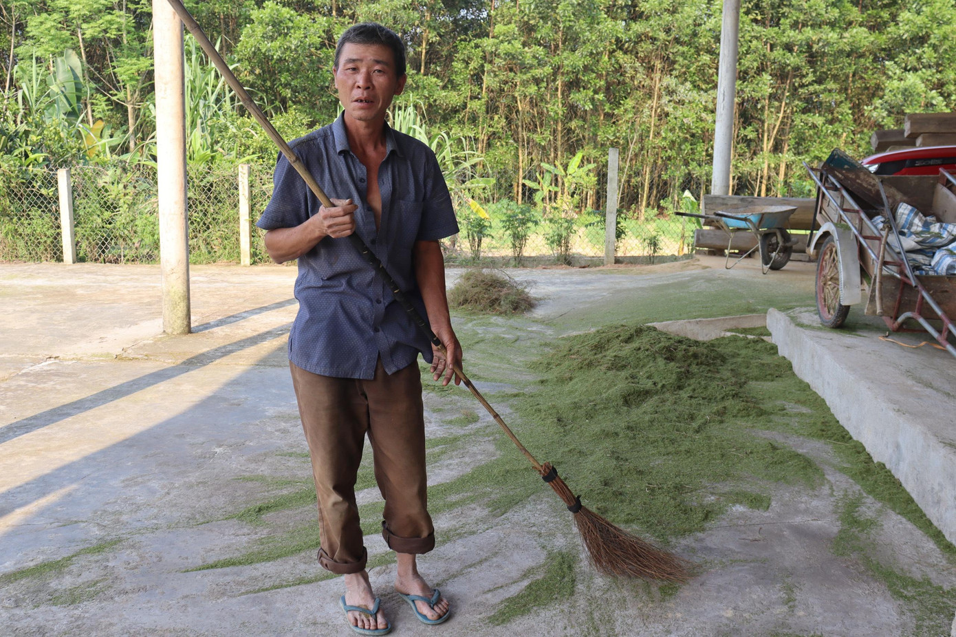 Ông Đặng Trí Hà (trú thôn 3, xã Phúc Đồng, Hương Khê) cũng bảo vệ và chăm sóc hàng ngàn m2 đất rừng trồng trện. Mỗi đợt nắng lên phải thuê người đến cắt trện để về phơi làm chổi. “Gia đình tôi cả nhà cùng làm chổi, con cái cũng phụ giúp. Bình thường thì bán được ngày 2 triệu đồng, có những ngày nhiều thì được 5 triệu đồng. Tuy nhiên những ngày mưa, làm ít thì lại được ít hơn, lúc bận thì không làm”, ông Hà tâm sự.