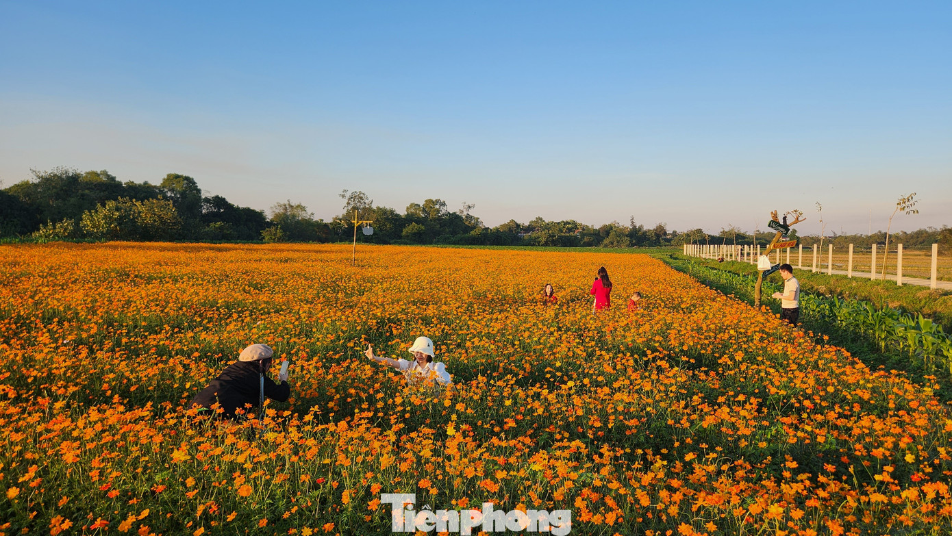 Cánh đồng hoa sao nhái rộng gần 1 ha ở xã Cẩm Vịnh (huyện Cẩm Xuyên, Hà Tĩnh) được UBND xã Cẩm Vịnh đầu tư kinh phí trồng tại thôn Yên Khánh hơn 1 tháng trước. Đến nay cánh đồng hoa đã nở vàng rực, thu hút nhiều người đến tham quan và chụp hình.