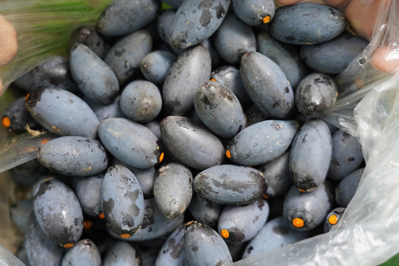 Năm nay trám đen mất mùa nặng khiến nông dân thất thu.