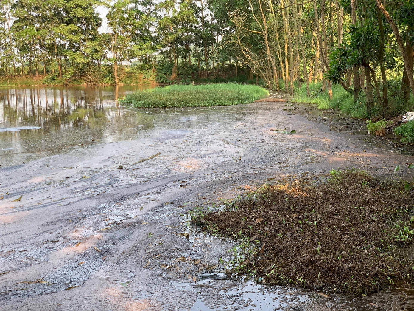 Tại hồ lắng thứ 2 của trại lợn ông Đinh Thăng Long chất thải nổi lềnh bềnh trên mặt nước.