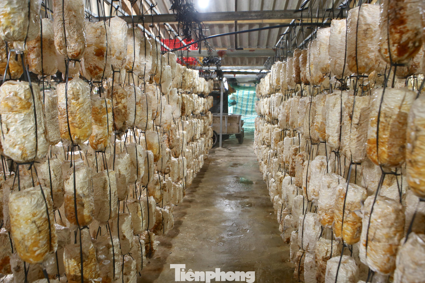 Còn hơn 1 tháng nữa là Tết Nguyên đán Nhâm Dần 2022, những ngày này, người dân sản xuất nấm tại xã Tân Lâm Hương (huyện Thạch Hà, tỉnh Hà Tĩnh) đang rộn ràng vào vụ Tết hy vọng sẽ có một vụ “được mùa, được giá”.