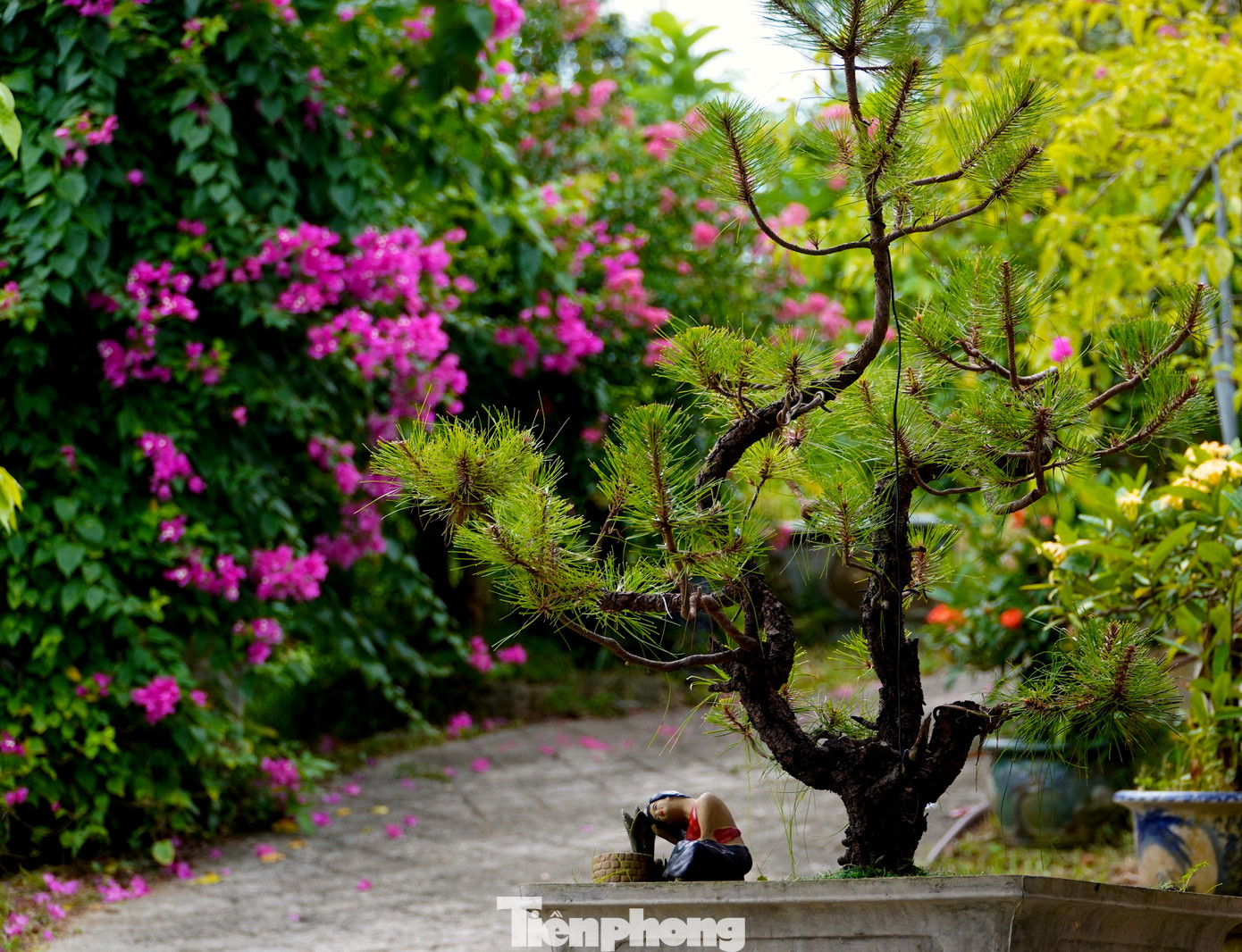 Ngoài ra, anh cũng đã trồng, tạo dáng nhiều loại cây bonsai đẹp mắt, đáp ứng mọi yêu cầu của khách hàng.