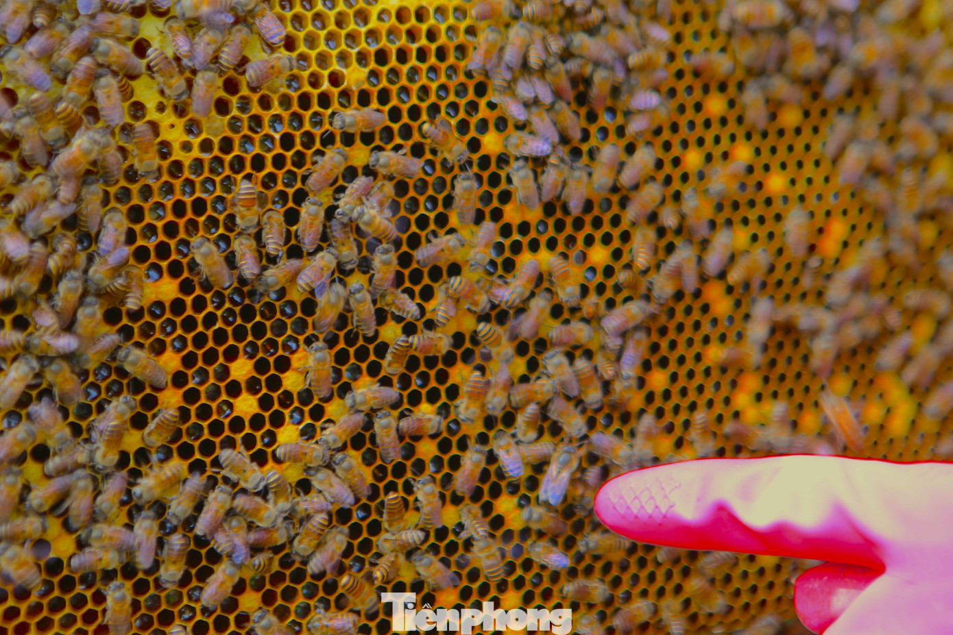 Là địa bàn chủ yếu đồi núi, các loài cây rừng, hoa tự nhiên phong phú rất phù hợp với nghề nuôi ong lấy mật. Là địa bàn chủ yếu đồi núi, các loài cây rừng, hoa tự nhiên phong phú rất phù hợp với nghề nuôi ong lấy mật.