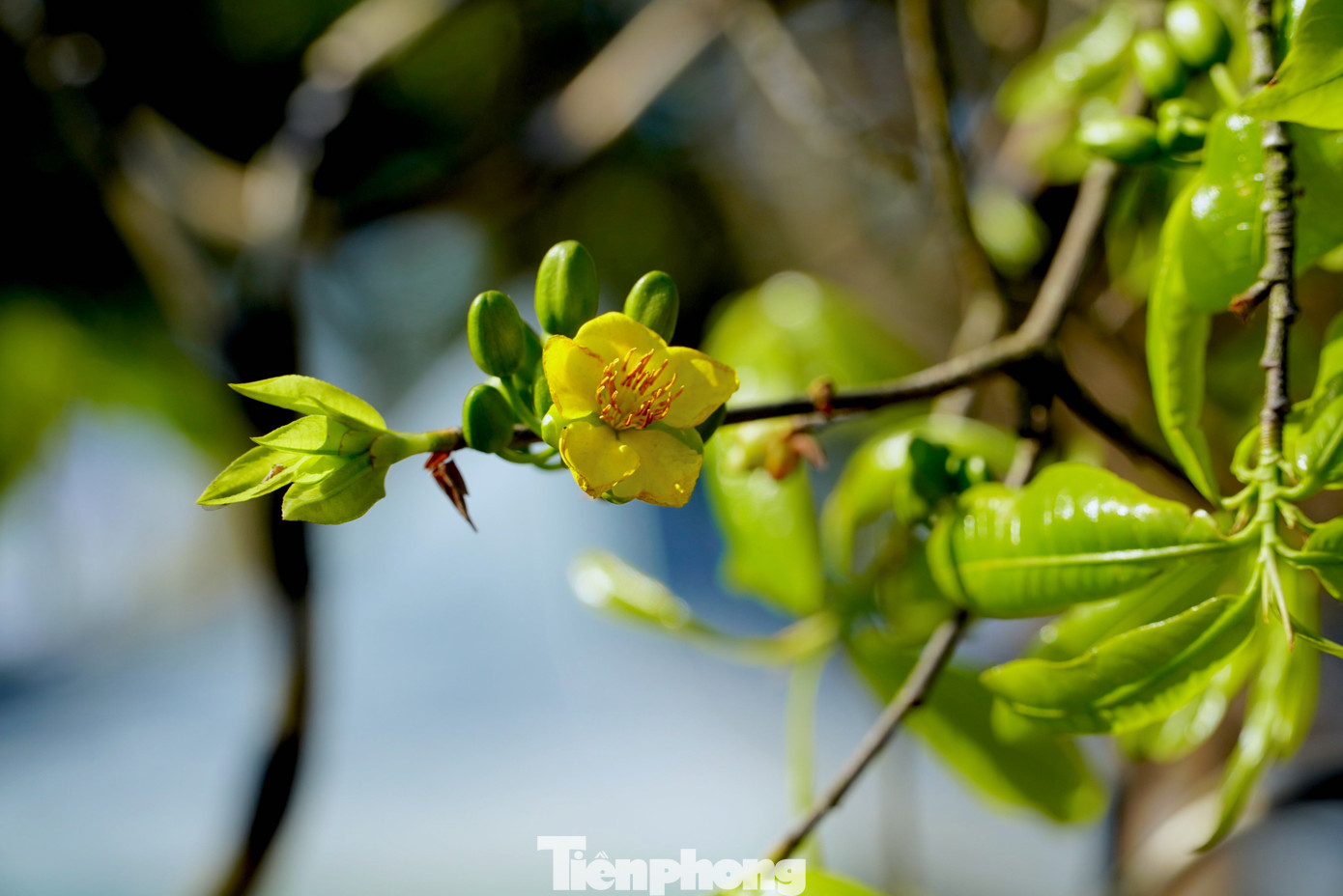 Từ khi đem cây mai về thành phố Hà Tĩnh đã thu hút được sự quan tâm của người đi đường vì cây "siêu khủng".