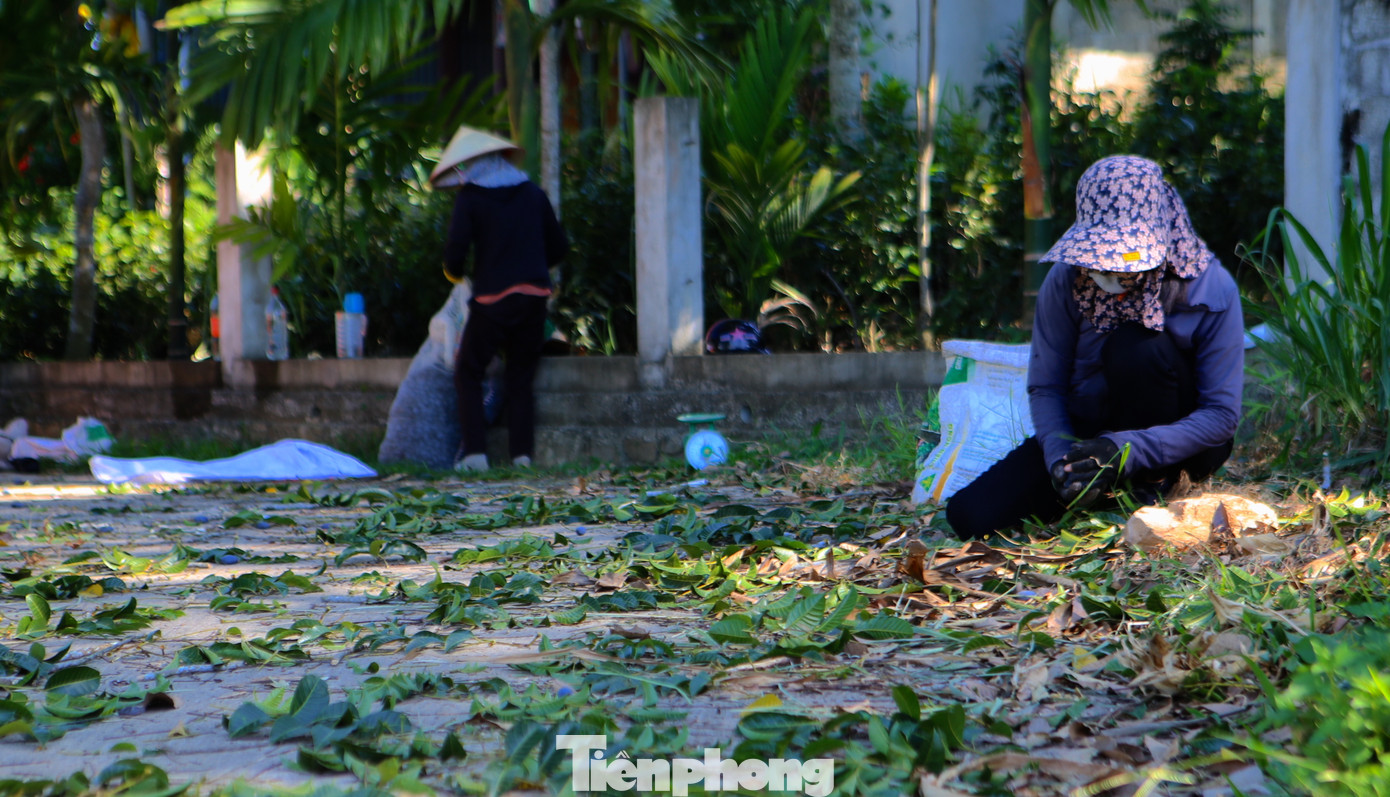 Trám khi hái từ cây xuống sẽ cho vào bao tải để đựng. Vì hái trám sẽ rơi nhiều vị trí nên người nhặt phải "căng" mắt tìm.