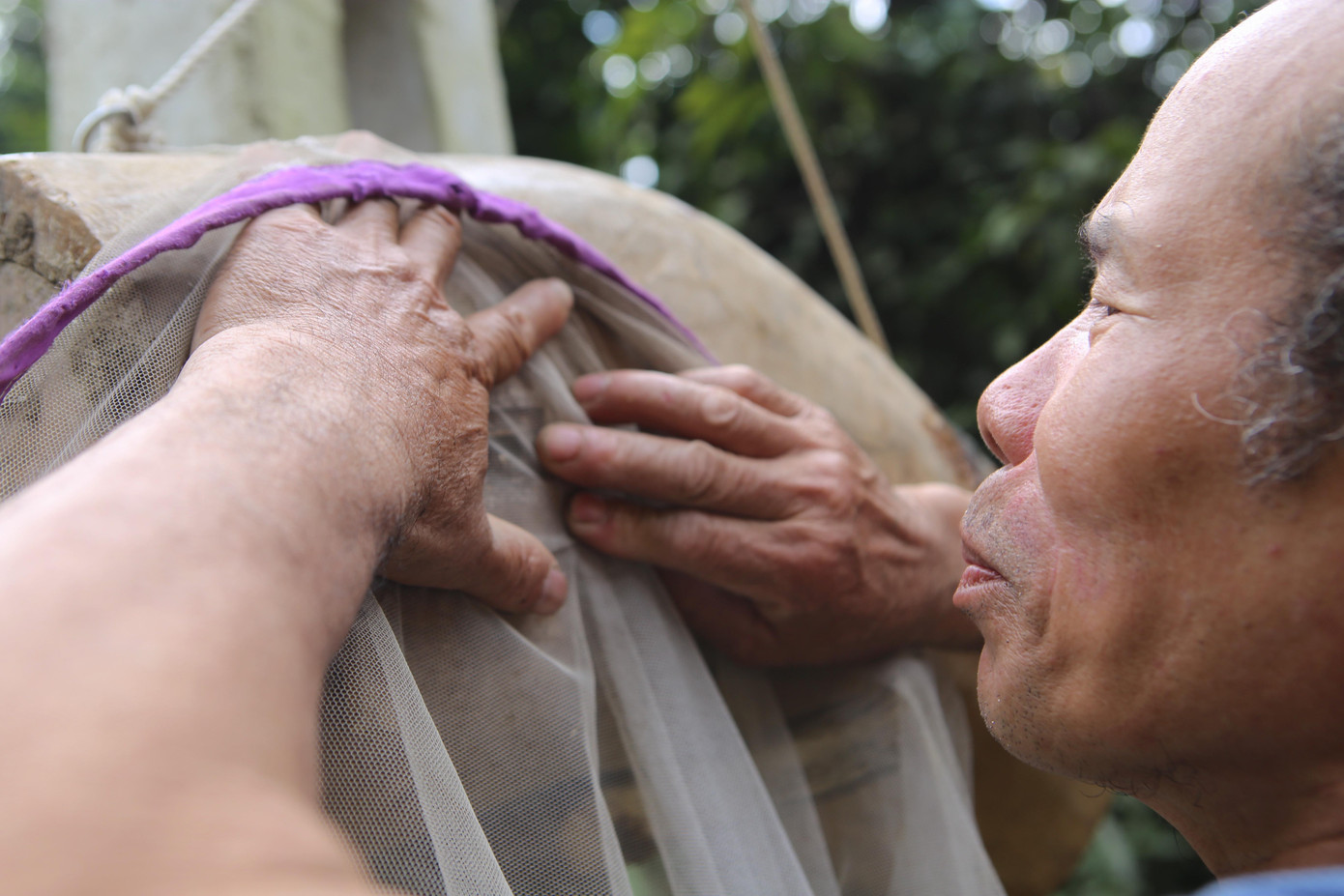 Thấy ong sứ bay đến, người thợ săn sẽ nhanh chóng dùng chiếc vợt dài để bắt. Sau đó nhẹ nhàng đưa ong sứ vào các tổ ong mồi, dùng tay bịt kín khoảng 1-2 phút sau đó mở ra đợi bắt các con ong khác.