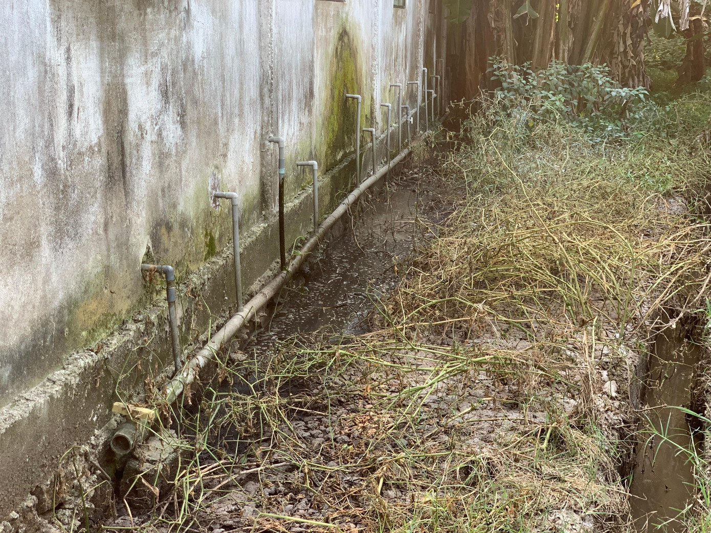 Nước thải tại chuồng lợn chảy trực tiếp ra môi trường khiến cây cỏ chết.