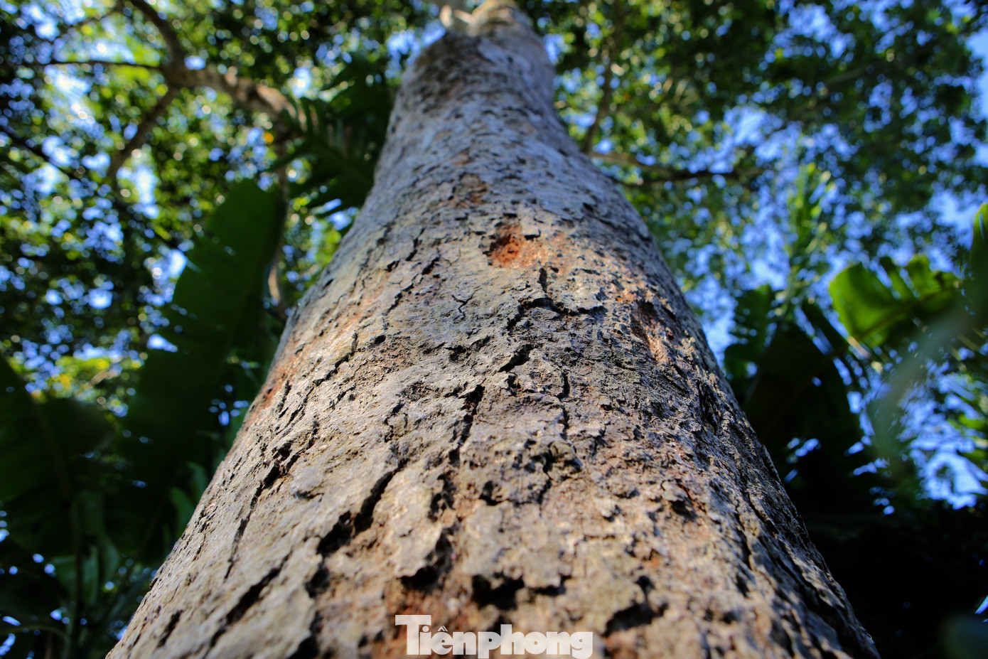 Trám được trồng ở các khu vực ngõ, vườn của người dân. Có những gốc tuổi đời hàng chục năm, thân cây hai người ôm không xuể. Để hái được quả trám, người dân phải trèo lên cao hàng chục mét.