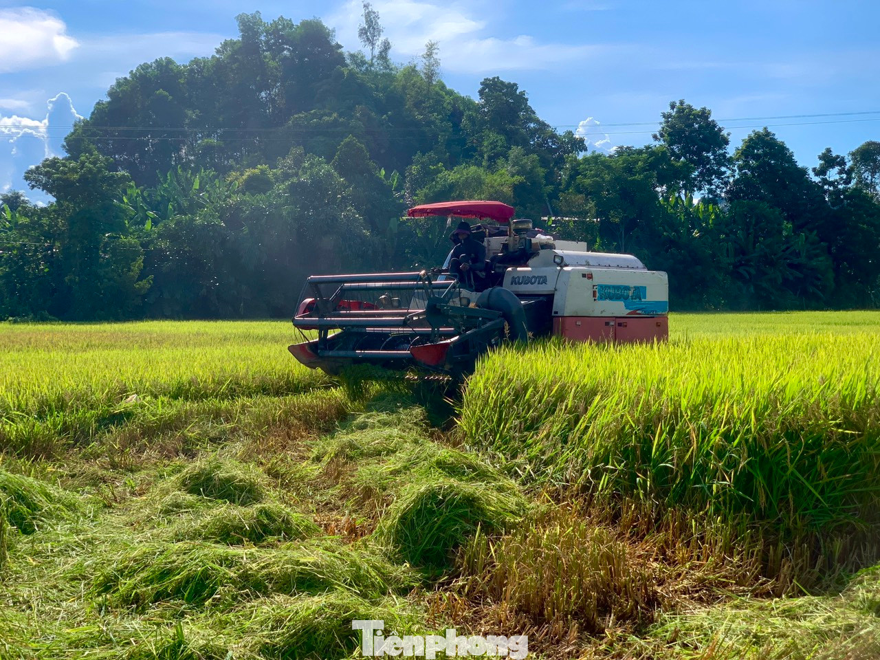 Tận dụng ngày nắng, nhiều người dân ra đồng để thu hoạch lúa tránh để bị ảnh hưởng mưa lũ.