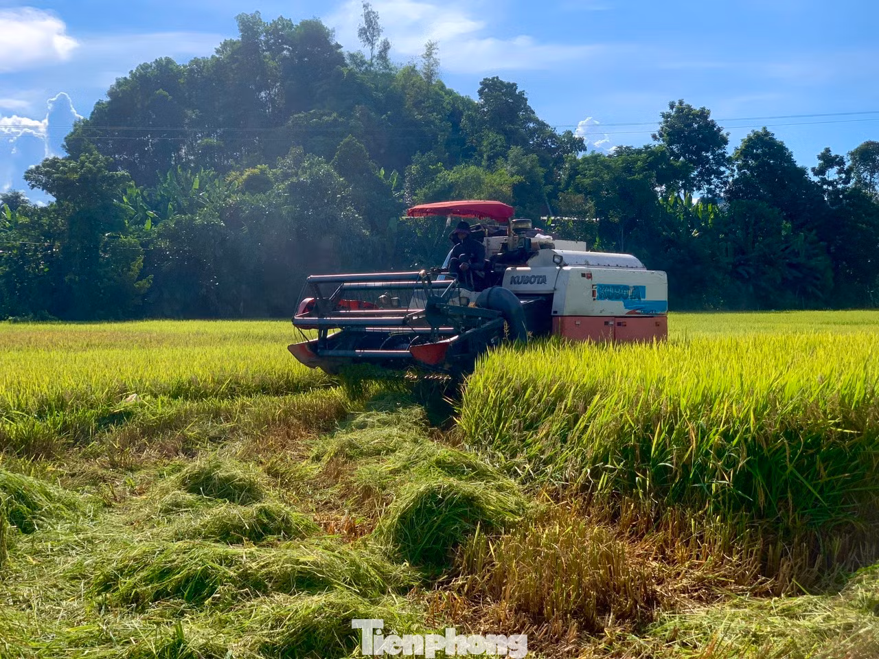 Tận dụng ngày nắng, nhiều người dân ra đồng để thu hoạch lúa tránh để bị ảnh hưởng mưa lũ.