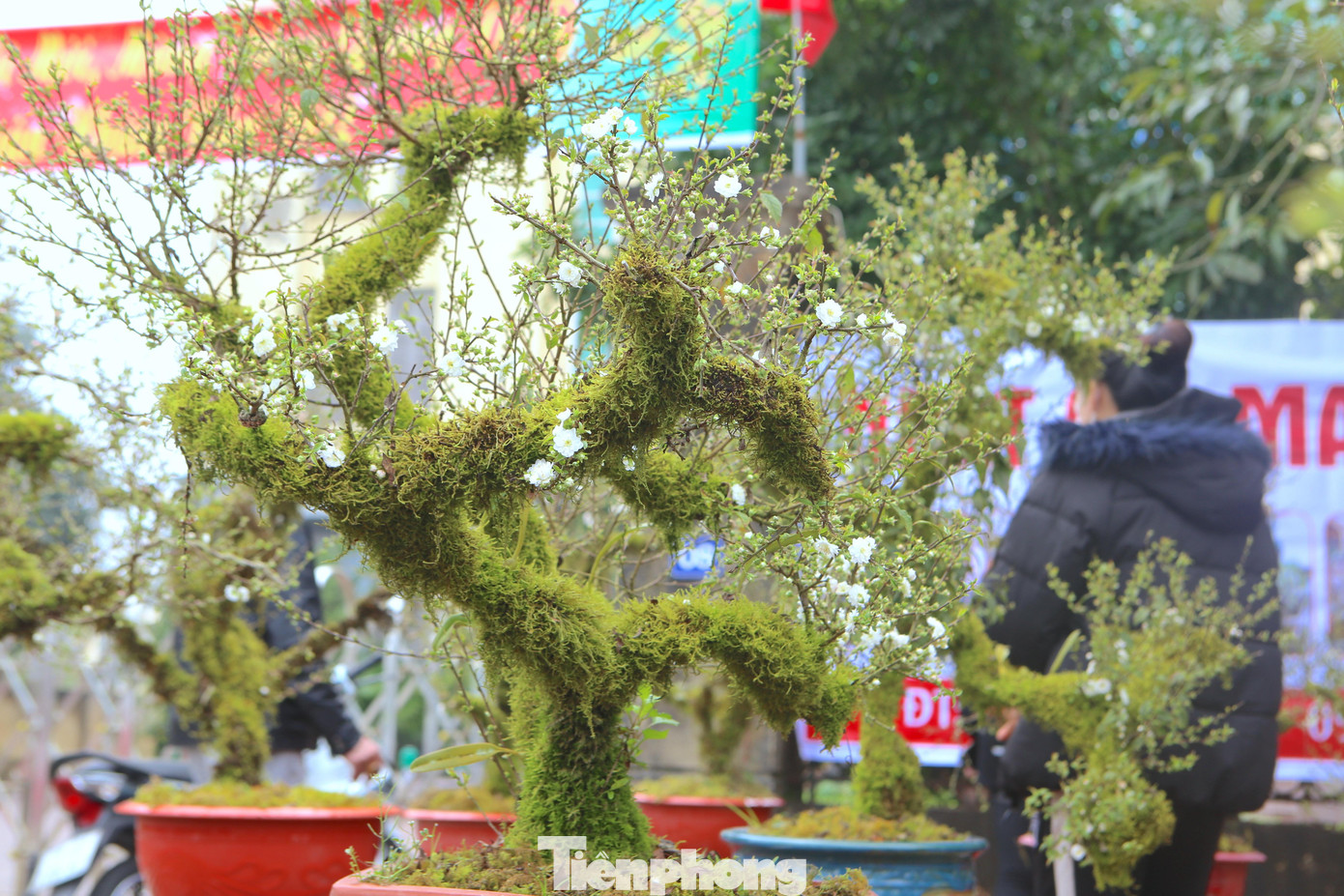 Theo những người chơi cây cảnh, nhất chi mai tượng trưng cho lối sống ngay thẳng, thanh bạch. Từng cánh hoa tinh khiết nở rộ báo hiệu một mùa xuân tươi mới, an lành, tài lộc nên được nhiều người mua.