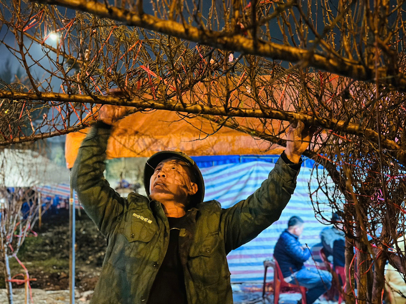 Ông Nguyễn Như Văn dựng lán bên vỉa hè canh đào bán Tết. Ông Nguyễn Như Văn dựng lán bên vỉa hè canh đào bán Tết.