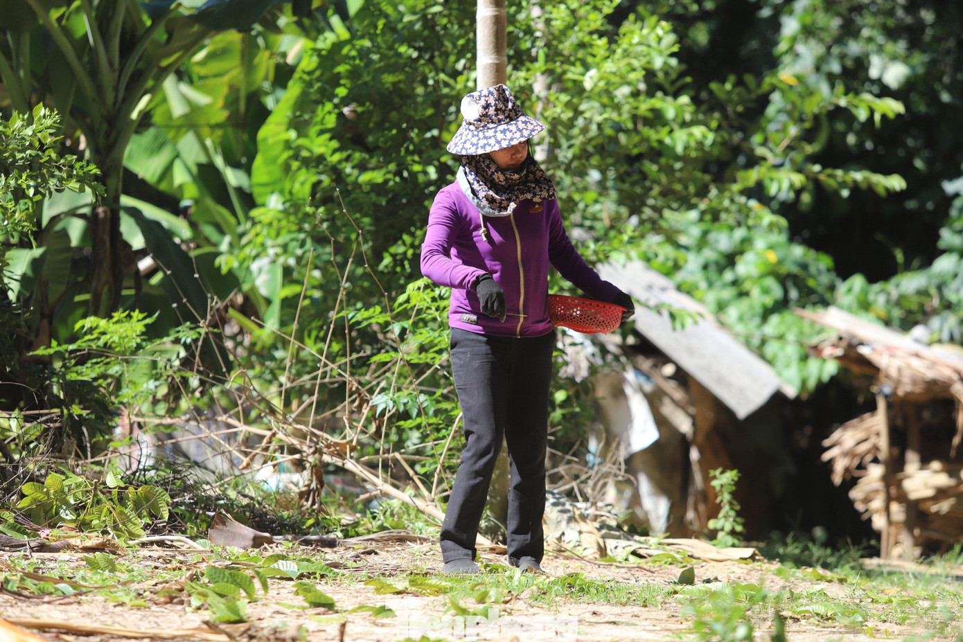 Trám được tiểu thương thu mua tại vườn giá từ 60-80 ngàn đồng/kg. Mỗi cây trám thu từ 1-3 tạ quả.