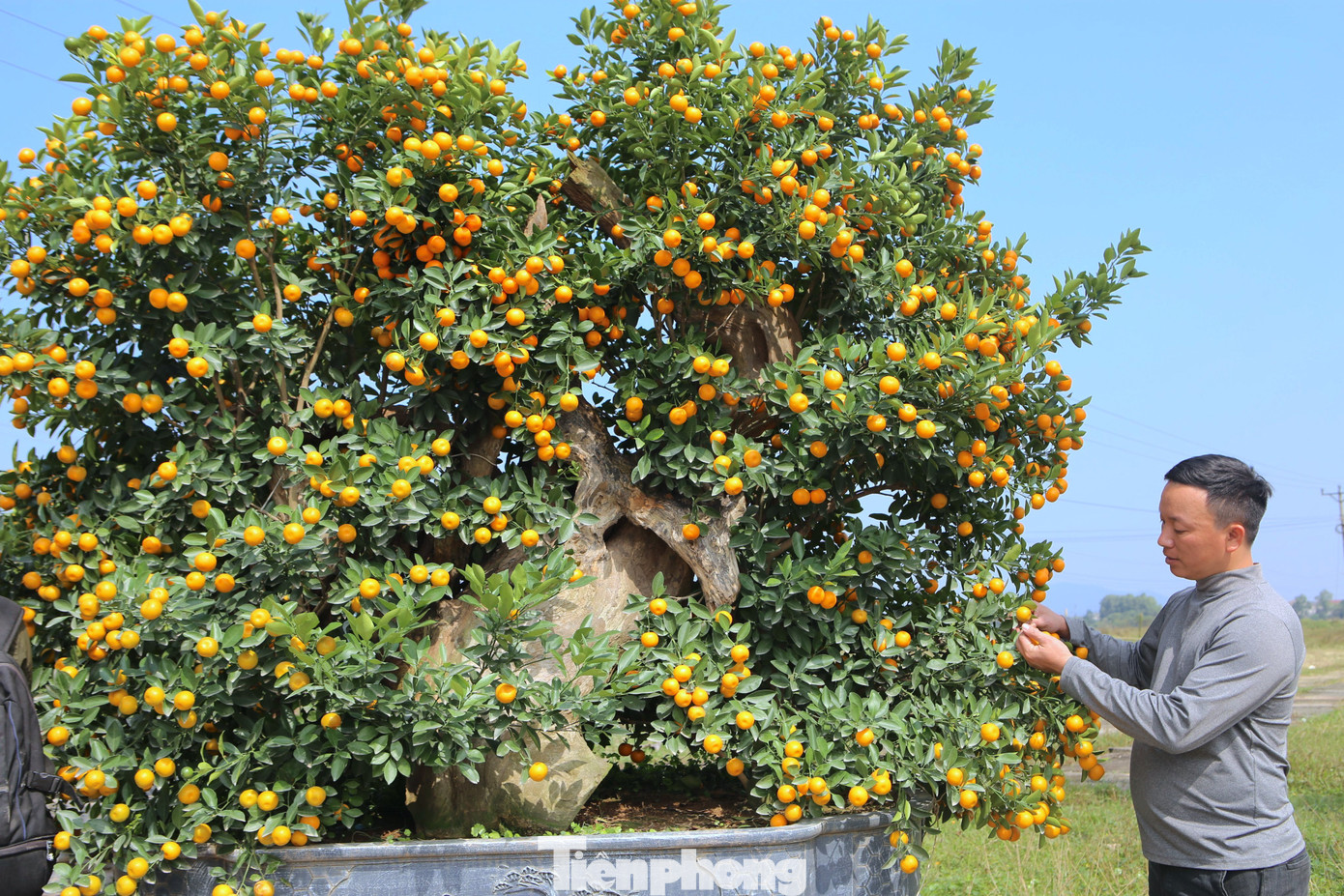 Hai cây quất ghép trên thân gỗ lũa, cao 3,5m, được anh Long bán với giá 80 triệu đồng. Hai cây quất ghép trên thân gỗ lũa, cao 3,5m, được anh Long bán với giá 80 triệu đồng.