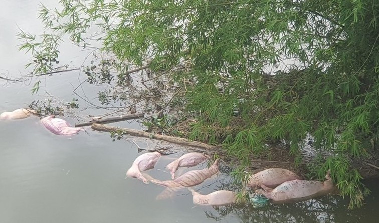 Xác lợn chết được phát hiện dưới khe Ngàn Trươi. Xác lợn chết được phát hiện dưới khe Ngàn Trươi.