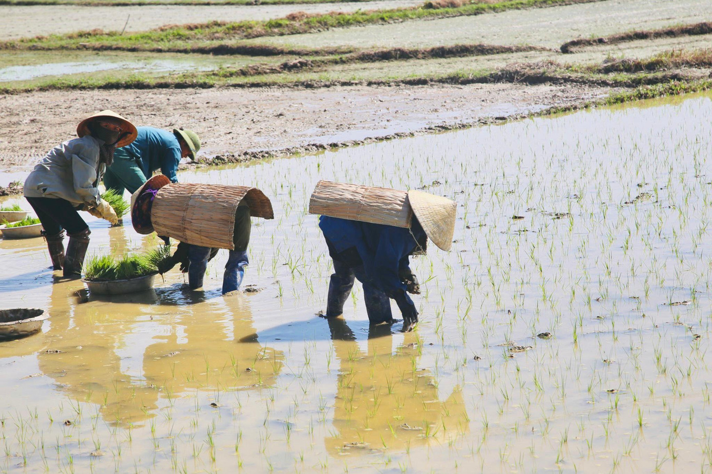 Trên các cánh đồng, đi đâu cũng gặp hình ảnh người ra đồng khác chiếc áo tơi trên lưng. Đây được xem là “bảo bối” của người Hà Tĩnh chống chọi lại với cái nắng gắt làm kịp vụ mùa.