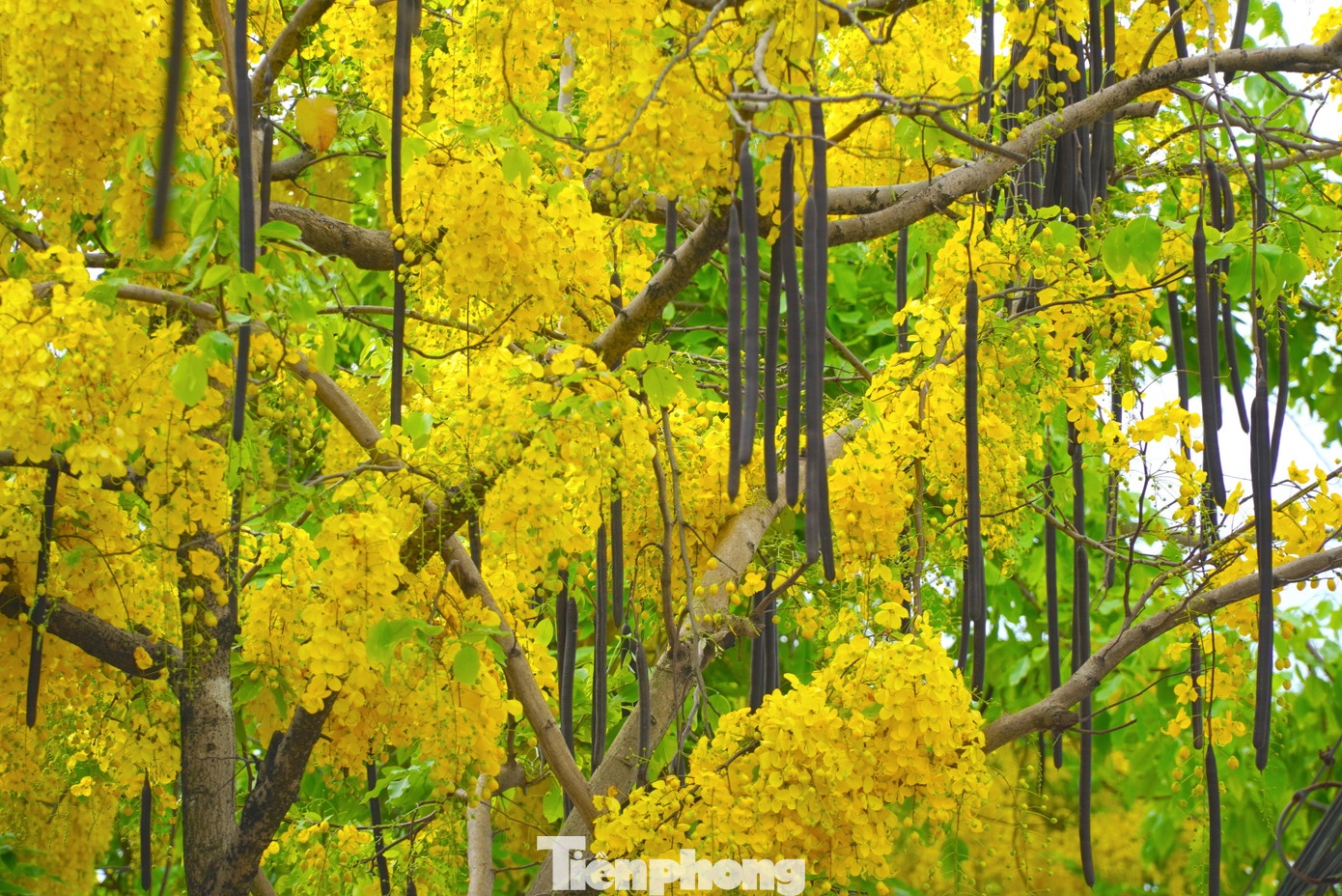 Hoa muồng hoàng yến hay còn được gọi là hoa muồng hoàng hậu, bò cạp vàng, Osaka vàng… Hoa kết thành chùm dạng cành, buông rủ dài 20 – 70 cm như những chiếc đèn lồng đẹp mắt.