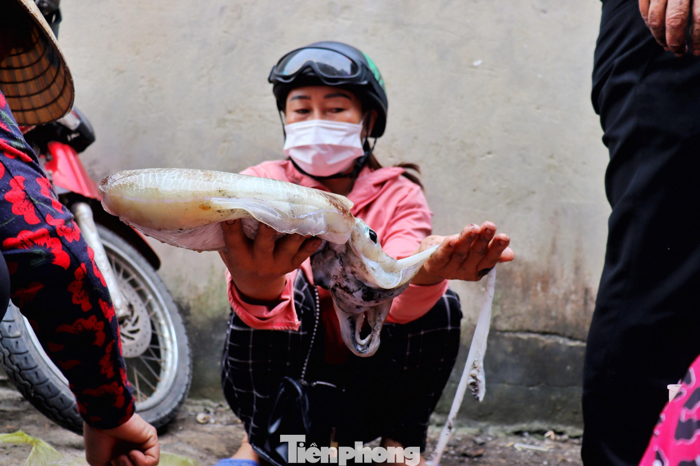 Bên cạnh chiến lợi phẩm là mực ống, ngư dân còn may mắn săn được những con mực nang nặng từ 1-2kg, bán với giá 200 ngàn đồng/kg.