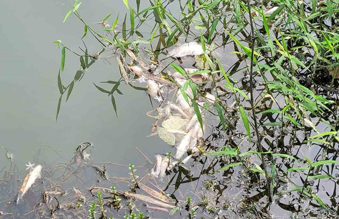 Cá chết tại khu vực suối Khe Ác. Cá chết tại khu vực suối Khe Ác.