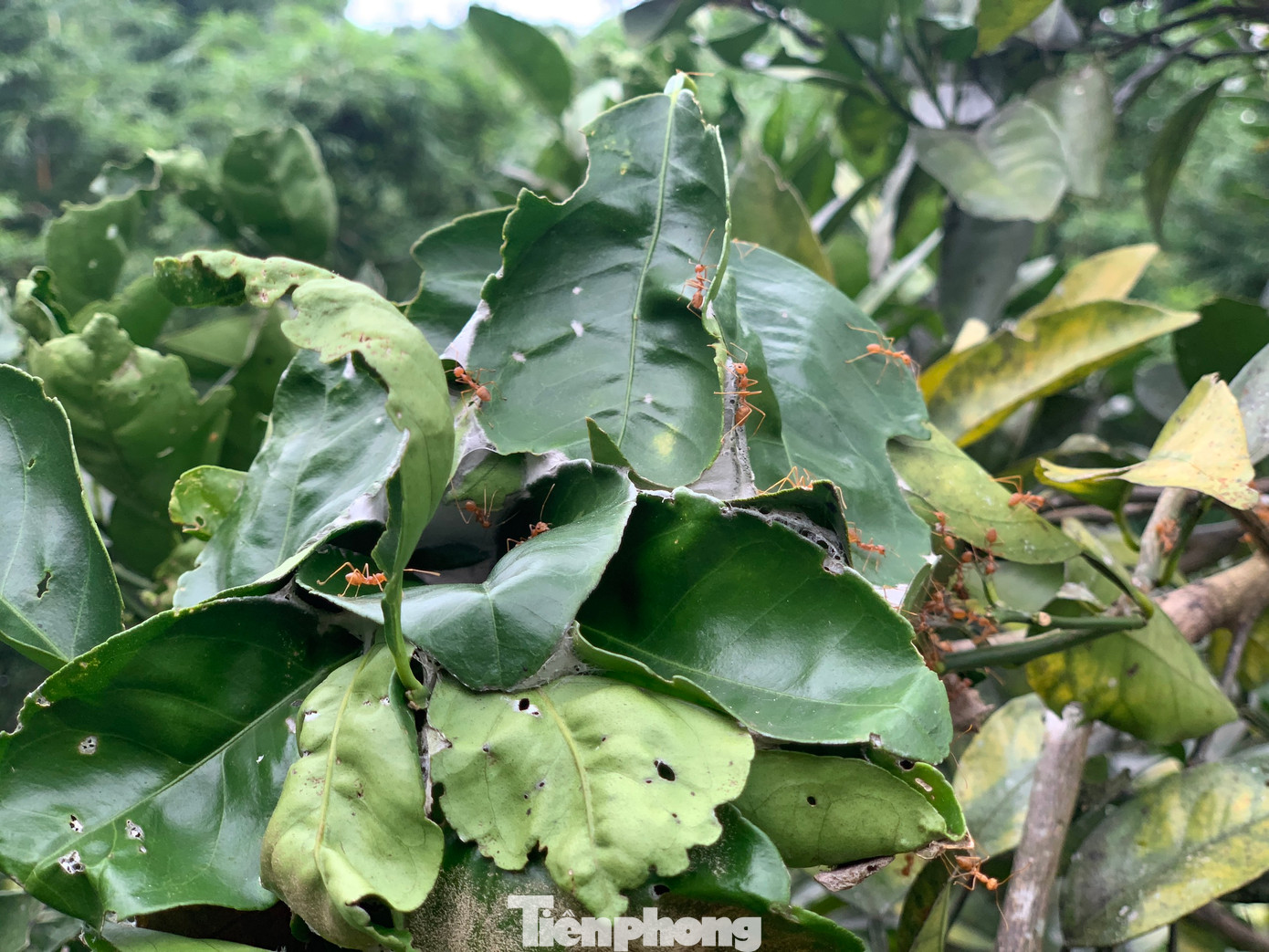 Hơn 2 tháng đưa kiến về thả, đến nay có khoảng 40 tổ kiến sinh sống tại các gốc cam. Kiến vàng sống theo bầy đàn và làm tổ trên cây bằng cách sử dụng tơ ấu trùng của bản thân để cuộn các lá cây lại với nhau. Hơn 2 tháng đưa kiến về thả, đến nay có khoảng 40 tổ kiến sinh sống tại các gốc cam. Kiến vàng sống theo bầy đàn và làm tổ trên cây bằng cách sử dụng tơ ấu trùng của bản thân để cuộn các lá cây lại với nhau.