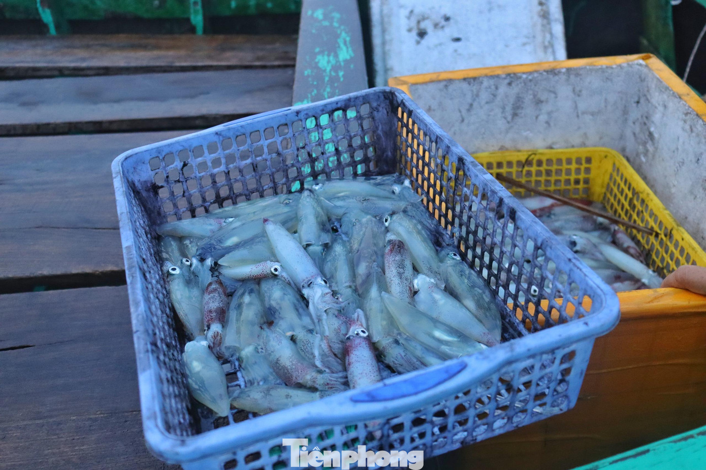 Mực ống biển bãi ngang nổi tiếng thơm ngon nên giá khá cao nhưng người dân “sành ăn” rất ưa chuộng. Mực tươi sau khi lên bờ sẽ bán với giá 350-370 ngàn đồng/kg, còn mực đã qua chế biến 420 ngàn đồng/ kg.