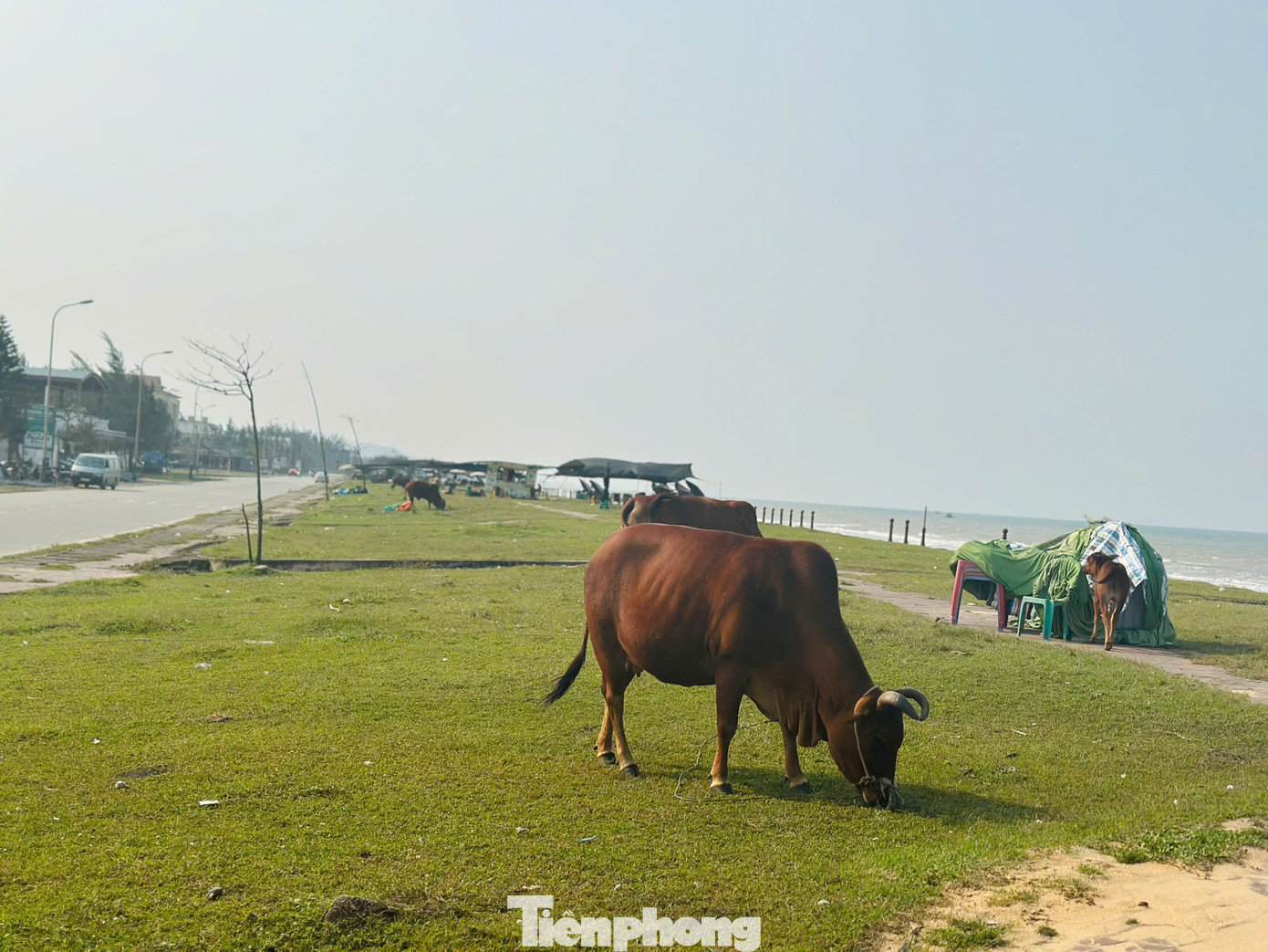 Mùa du lịch biển đến gần, nhưng nhiều vị trí tại bãi biển Xuân Hải (thị trấn Lộc Hà, huyện Thạch Hà) chưa được chỉnh trang, rác thải chất đống gây mất cảnh quan đô thị. Đặc biệt, tại đây trâu bò thả rông trên bờ biển, nơi xuống bãi tắm. Mùa du lịch biển đến gần, nhưng nhiều vị trí tại bãi biển Xuân Hải (thị trấn Lộc Hà, huyện Thạch Hà) chưa được chỉnh trang, rác thải chất đống gây mất cảnh quan đô thị. Đặc biệt, tại đây trâu bò thả rông trên bờ biển, nơi xuống bãi tắm.