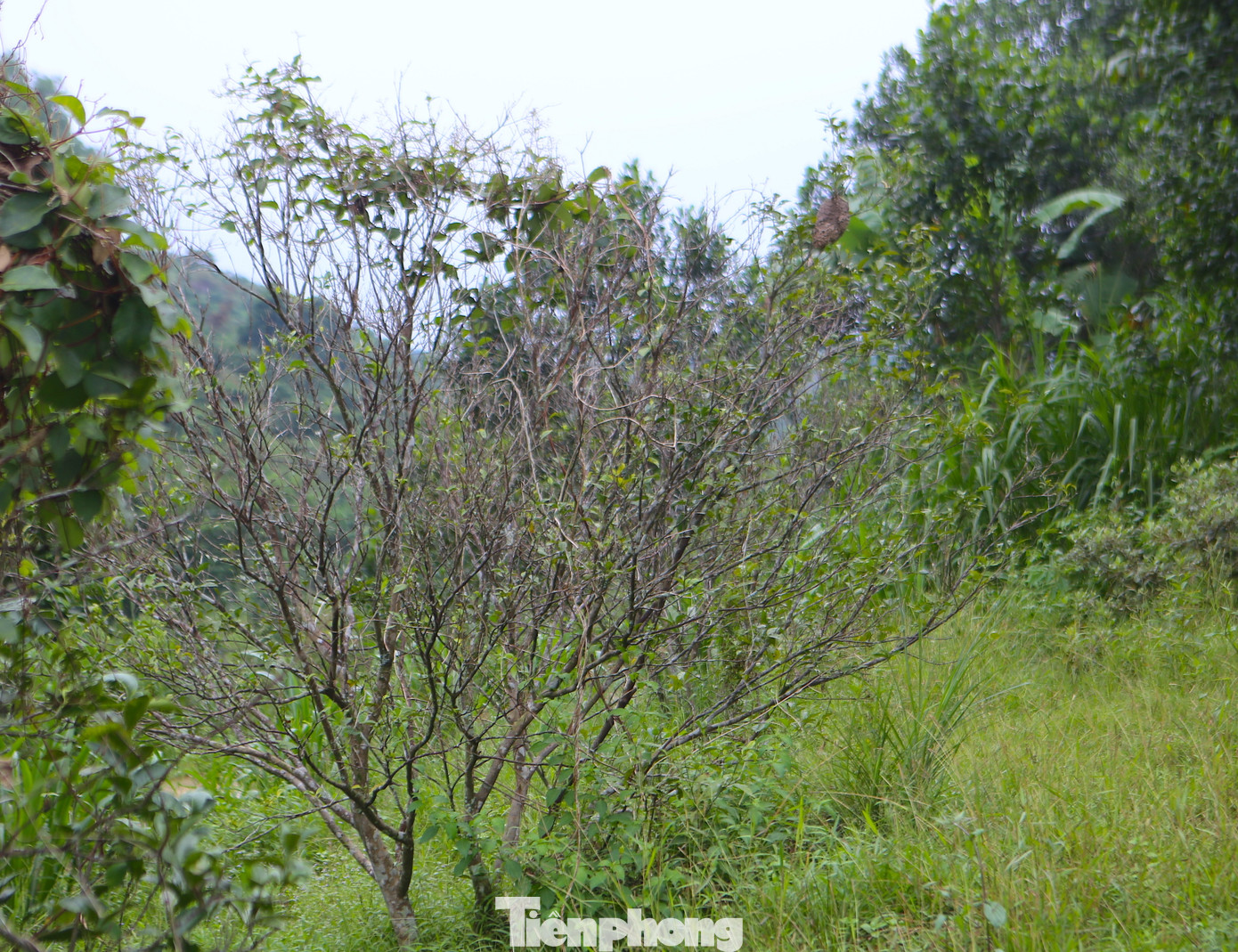 Vườn cam sát nhà của bà Mai có trên chục gốc đều chết sạch. Nay bà bỏ hoang không chăm sóc. Theo bà Mai, hiện tại có khoảng 30-40 gốc cam, quýt bị chết. Giờ cam bù có gốc đang xanh tốt, nhưng không biết đến ngày thu hoạch cam có đảm bảo chất lượng hay không.