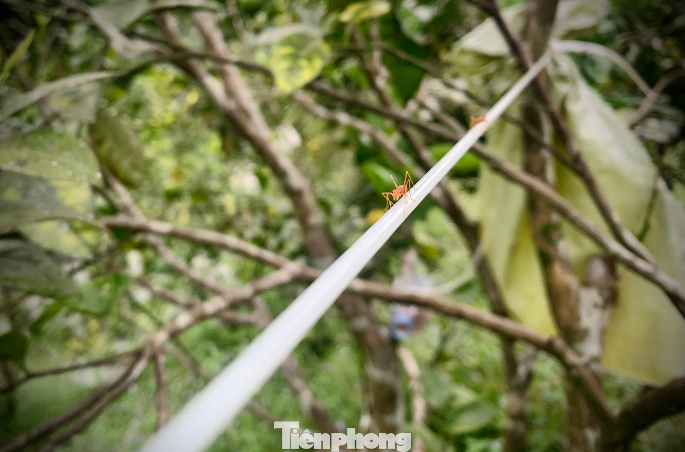 Theo ông Toại, kiến vàng là một loài thiên địch vô cùng có lợi trong vườn trái cây. Nó không chỉ có khả năng khống chế, tiêu diệt các loài côn trùng có hại cho cây trồng mà còn giúp tăng độ ngon ngọt cho phần ruột trái. Ông Toại dùng dây cột các gốc cây lại với nhau để tạo đường đi cho kiến... Theo ông Toại, kiến vàng là một loài thiên địch vô cùng có lợi trong vườn trái cây. Nó không chỉ có khả năng khống chế, tiêu diệt các loài côn trùng có hại cho cây trồng mà còn giúp tăng độ ngon ngọt cho phần ruột trái. Ông Toại dùng dây cột các gốc cây lại với nhau để tạo đường đi cho kiến...