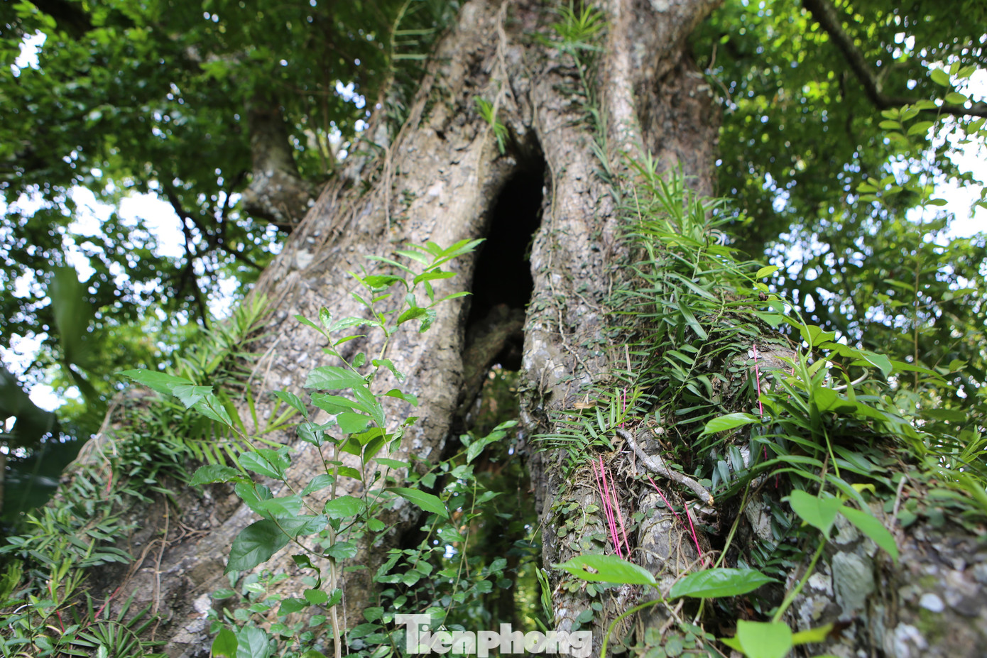 Theo người dân, quả "cây thị ăn thề" luôn to tròn, vàng chín mọng và có mùi thơm ngào ngạt. Cứ vào dịp lễ Tết, ngoài thắp hương ở đền thờ, người dân còn thắp hương xung quanh gốc cây thị.