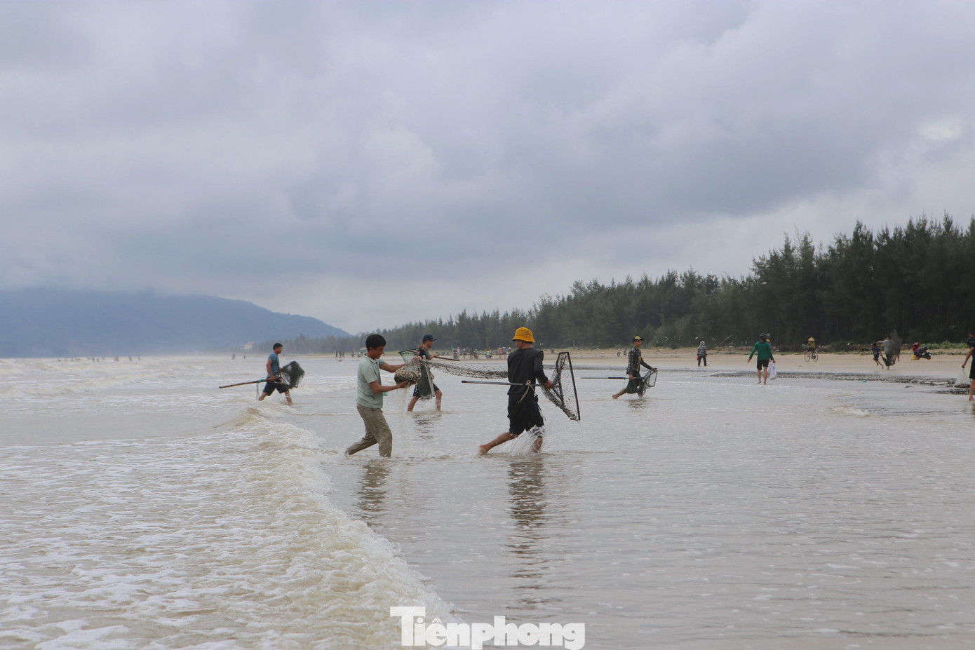 Người dân cho hay, sò lông xuất hiện nhiều sau những đợt mưa bão. Như tại vùng biển Lộc Hà sò dạt vào bờ nhiều nhất từ ngày hôm qua (29/9) đến nay.