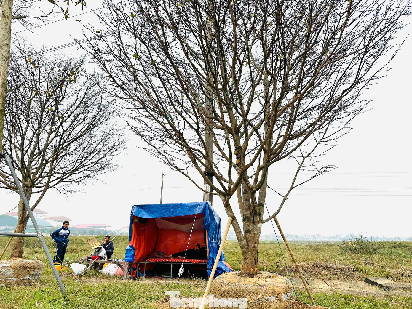 “Trong 3 gốc đưa ra bán đây, giá mỗi gốc khoảng 200 triệu. Năm nay do thời tiết không thuận lợi, tôi cũng nóng lòng vì mai nở muộn hơn, nếu nhìn mắt thường hiện tại chưa thể hiện được hết vẻ đẹp của những gốc cây mai này. Nhưng cũng mong sẽ có khách mua trong dịp Tết năm nay”, ông Khẩn nói.