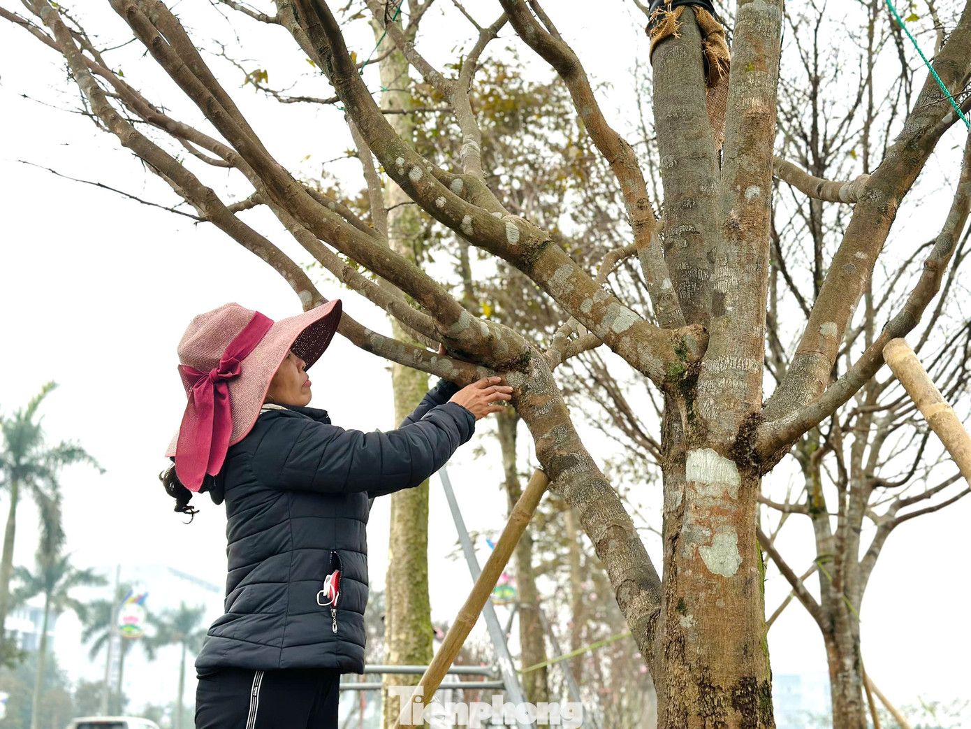 Người bán mai cho hay, để đánh giá cây mai cổ thụ đẹp, phải dựa vào nhiều yếu tố như độ tuổi của cây, thế cây. Đặc biệt cây càng có tuổi thọ cao càng giá trị.