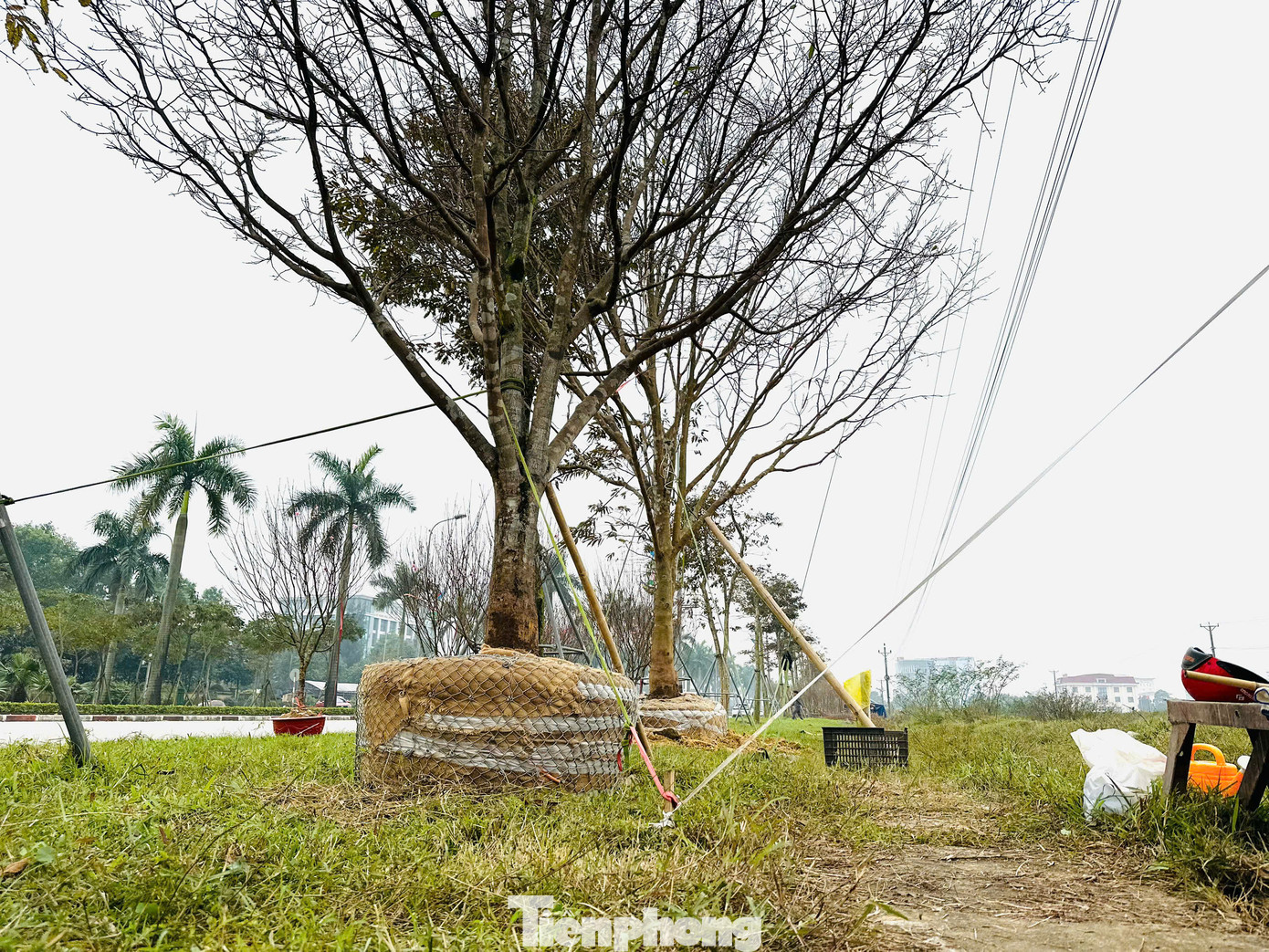 “Trong 3 gốc đưa ra bán đây, giá mỗi gốc khoảng 200 triệu. Năm nay do thời tiết không thuận lợi, tôi cũng nóng lòng vì mai nở muộn hơn, nếu nhìn mắt thường hiện tại chưa thể hiện được hết vẻ đẹp của những gốc cây mai này. Nhưng cũng mong sẽ có khách mua trong dịp Tết năm nay”, ông Khẩn nói.