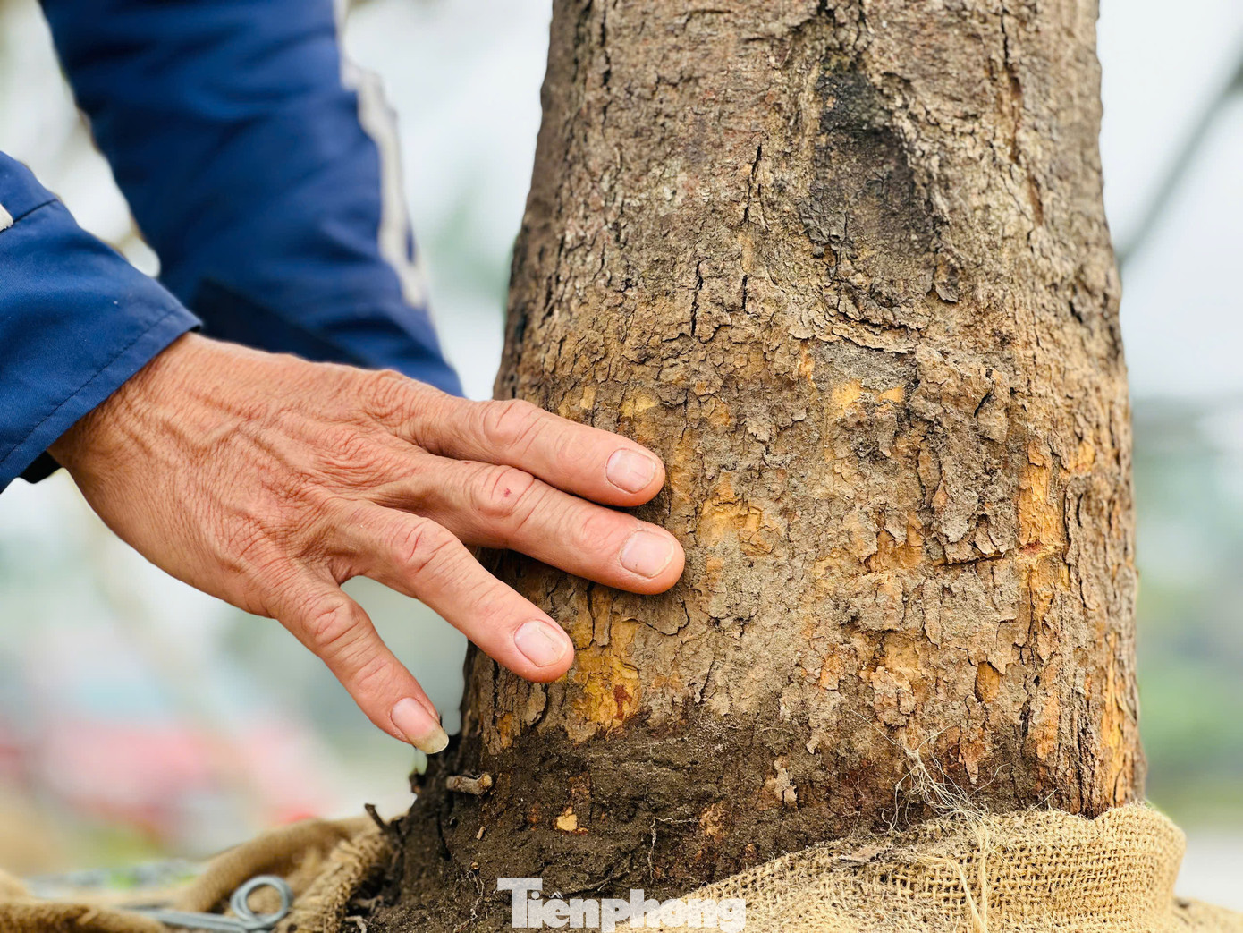 Người bán mai cho hay, để đánh giá cây mai cổ thụ đẹp, phải dựa vào nhiều yếu tố như độ tuổi của cây, thế cây. Đặc biệt cây càng có tuổi thọ cao càng giá trị.