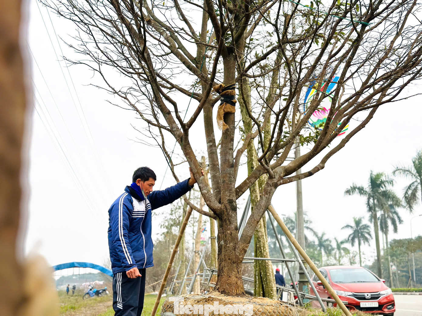 Đường Xô Viết Nghệ Tĩnh (thành phố Hà Tĩnh) ngập tràn hoa, cây cảnh bán phục vụ nhu cầu thị trường dịp Tết Nguyên đán. Tại con đường này, những gốc mai cổ thụ từ 50-70 năm tuổi được tiểu thương đưa ra để bán trong dịp Tết.