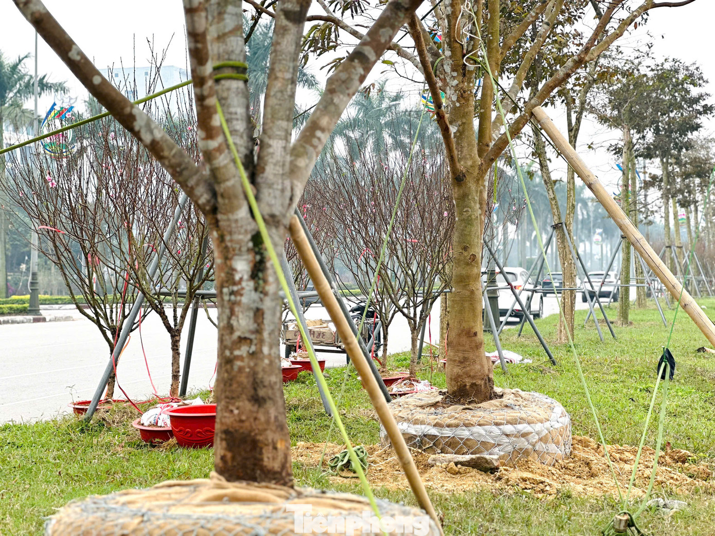 Những gốc mai cổ thụ này được bán với giá 200 triệu đồng/gốc.