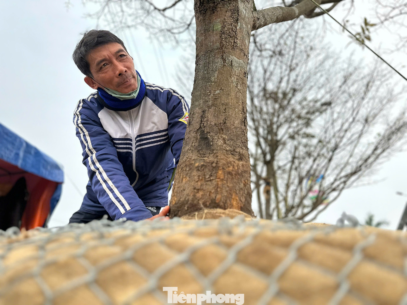 Ông Nguyễn Đình Khẩn - chủ nhân những gốc mai “khủng” này cho biết, đây là những cây có độ tuổi trên 50 năm. Cao trên 6m, gốc cây thẳng, hoa nở màu vàng rực, 5-8 cành. Đặc biệt những gốc cây này trước đây mọc tự nhiên, sau khi chăm sóc năm nay gia đình mang ra phố để bán.