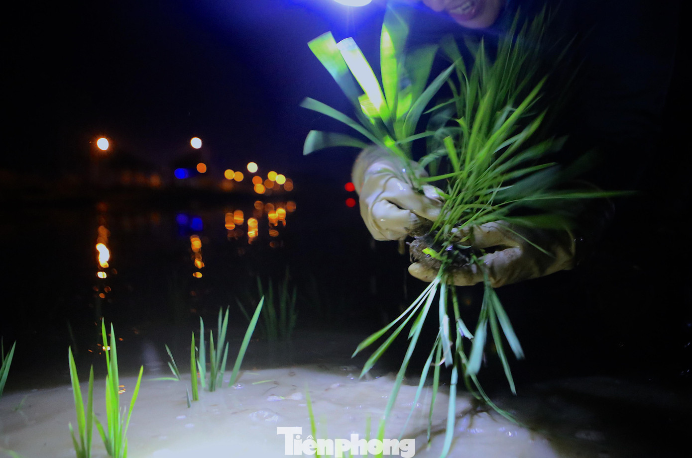 “Ban ngày ngồi trong nhà đã nóng hừng hực thì ra đồng làm sao mà cấy được. Vì thế cứ tắt nắng chúng tôi mới ra đồng làm”, bà Hồng tâm sự. “Ban ngày ngồi trong nhà đã nóng hừng hực thì ra đồng làm sao mà cấy được. Vì thế cứ tắt nắng chúng tôi mới ra đồng làm”, bà Hồng tâm sự.