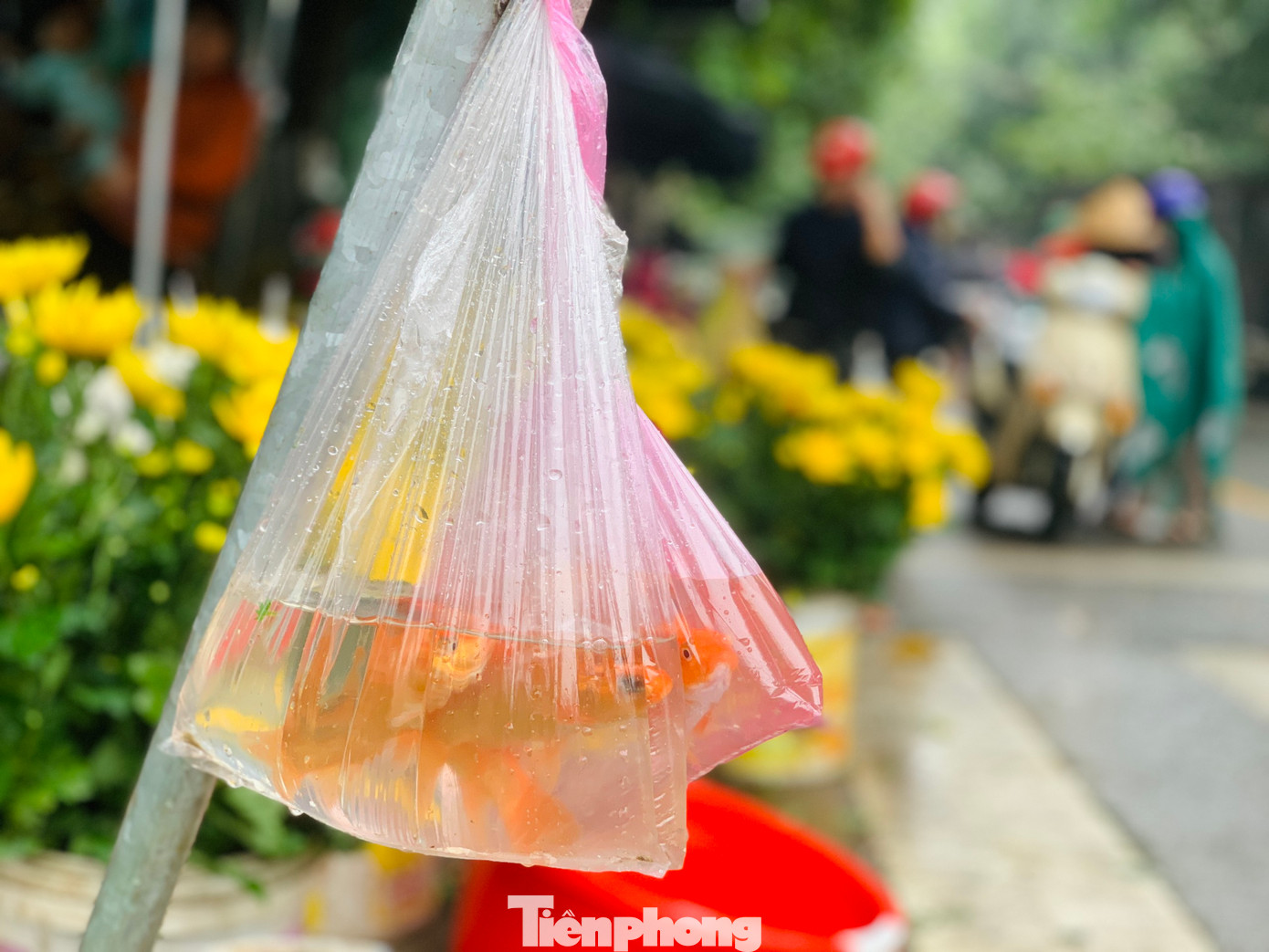 Cá sau khi mua sẽ được người dân đựng vào những túi nylon để mang về thả. Sau lễ cúng ông Công ông Táo, cá chép sẽ được "phóng sinh" bằng cách thả ra ao hồ, sông suối quanh khu vực gia đình sinh sống.